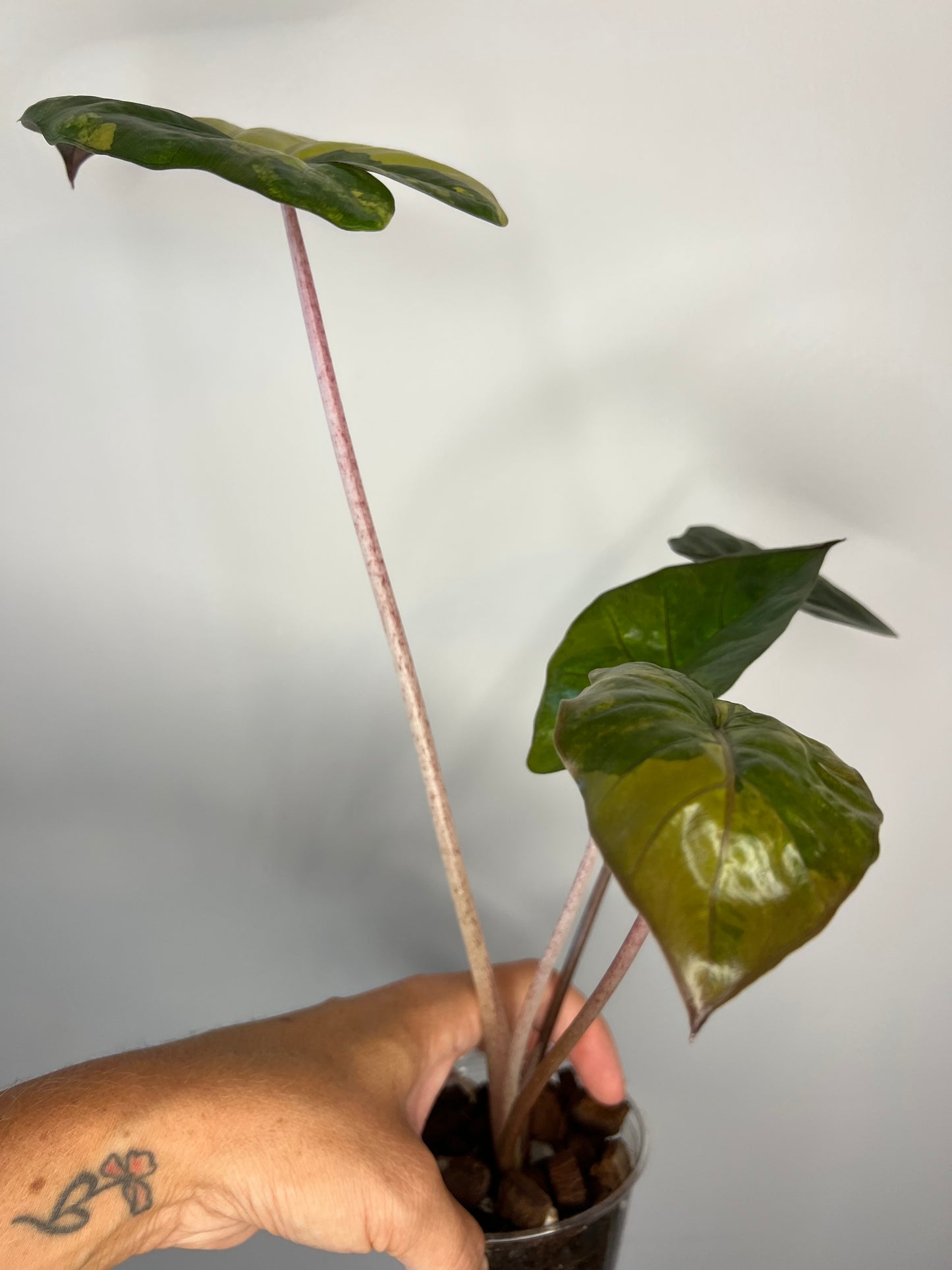 Alocasia Yucatan Princess Variegated