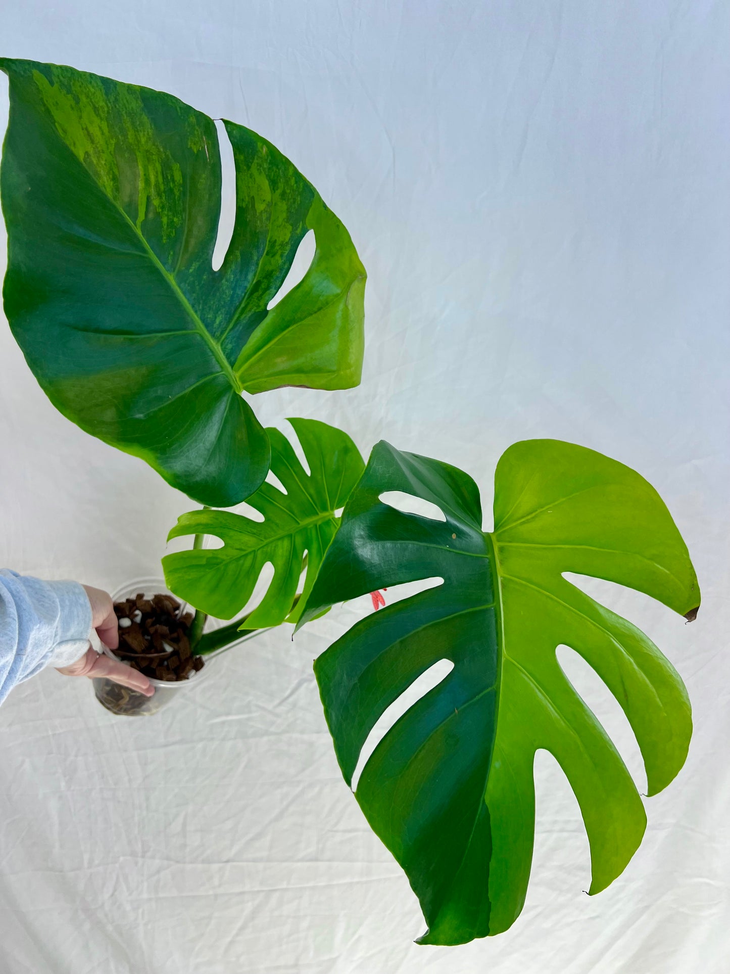 Monstera Lemon Lime - Large Form