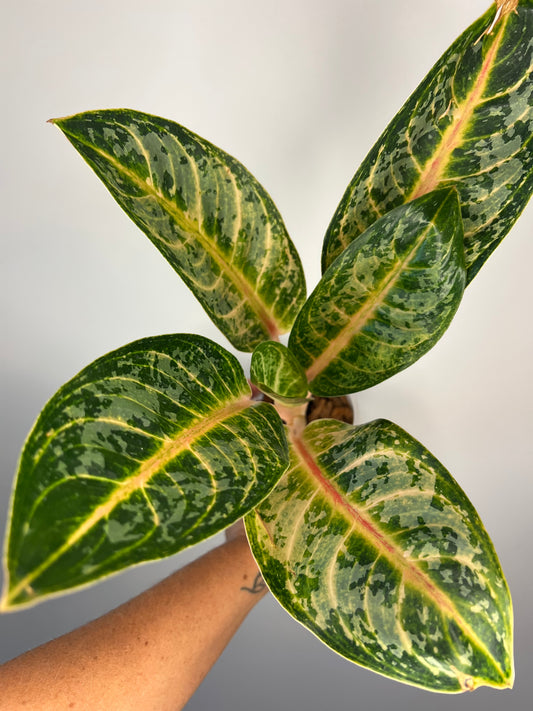 Aglaonema Gaja Mada