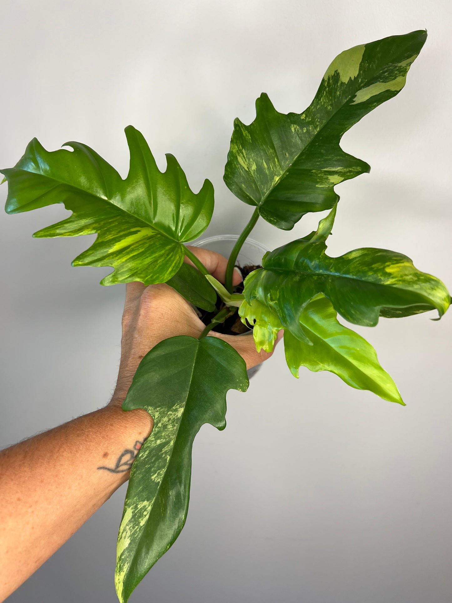 Philodendron Florida Beauty x Tortum Variegated
