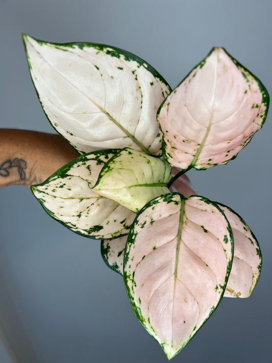Aglaonema Baby Pink
