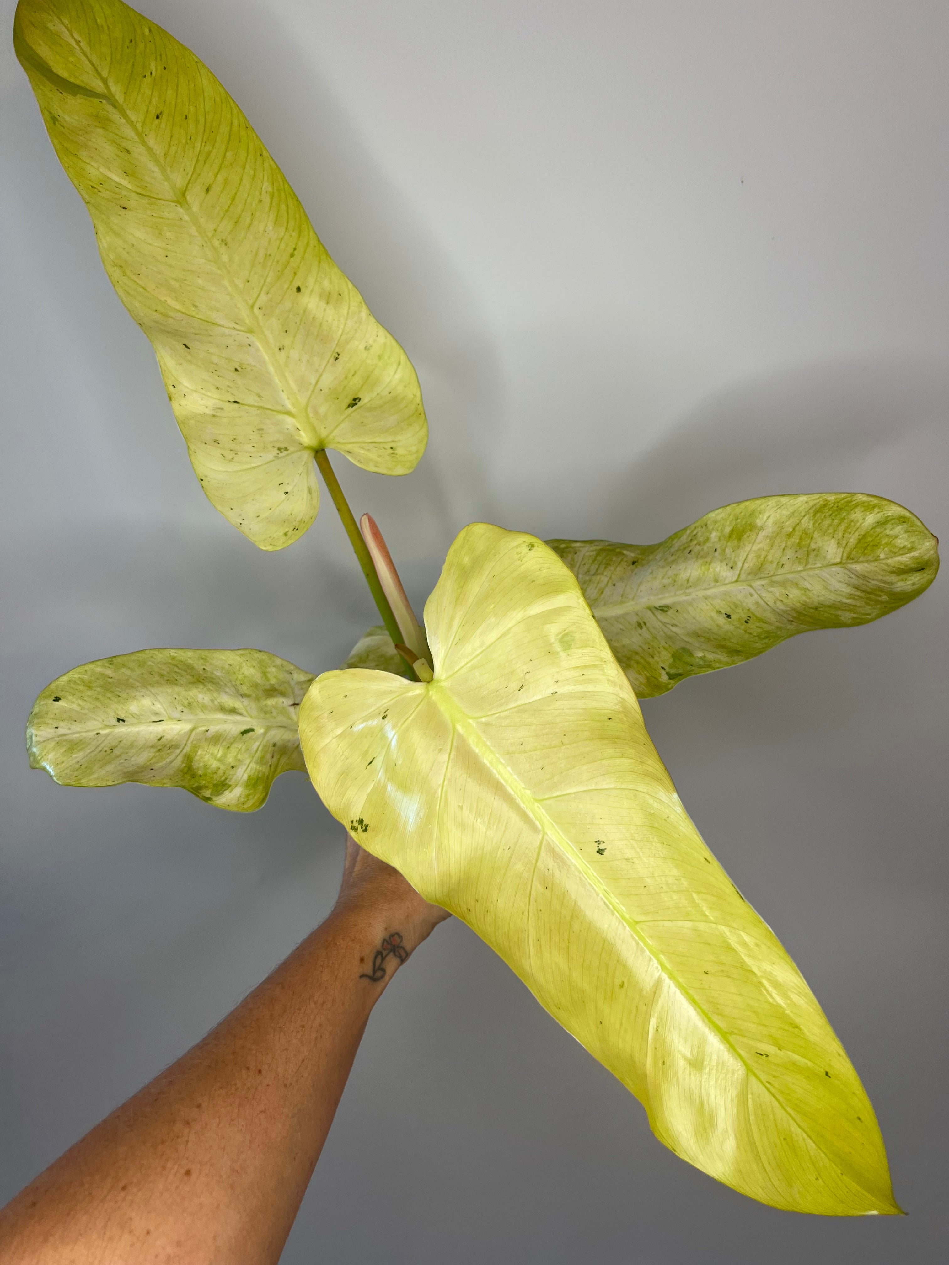 Philodendron Whipple Way - Rare Collector's Philodendron – Bayside
