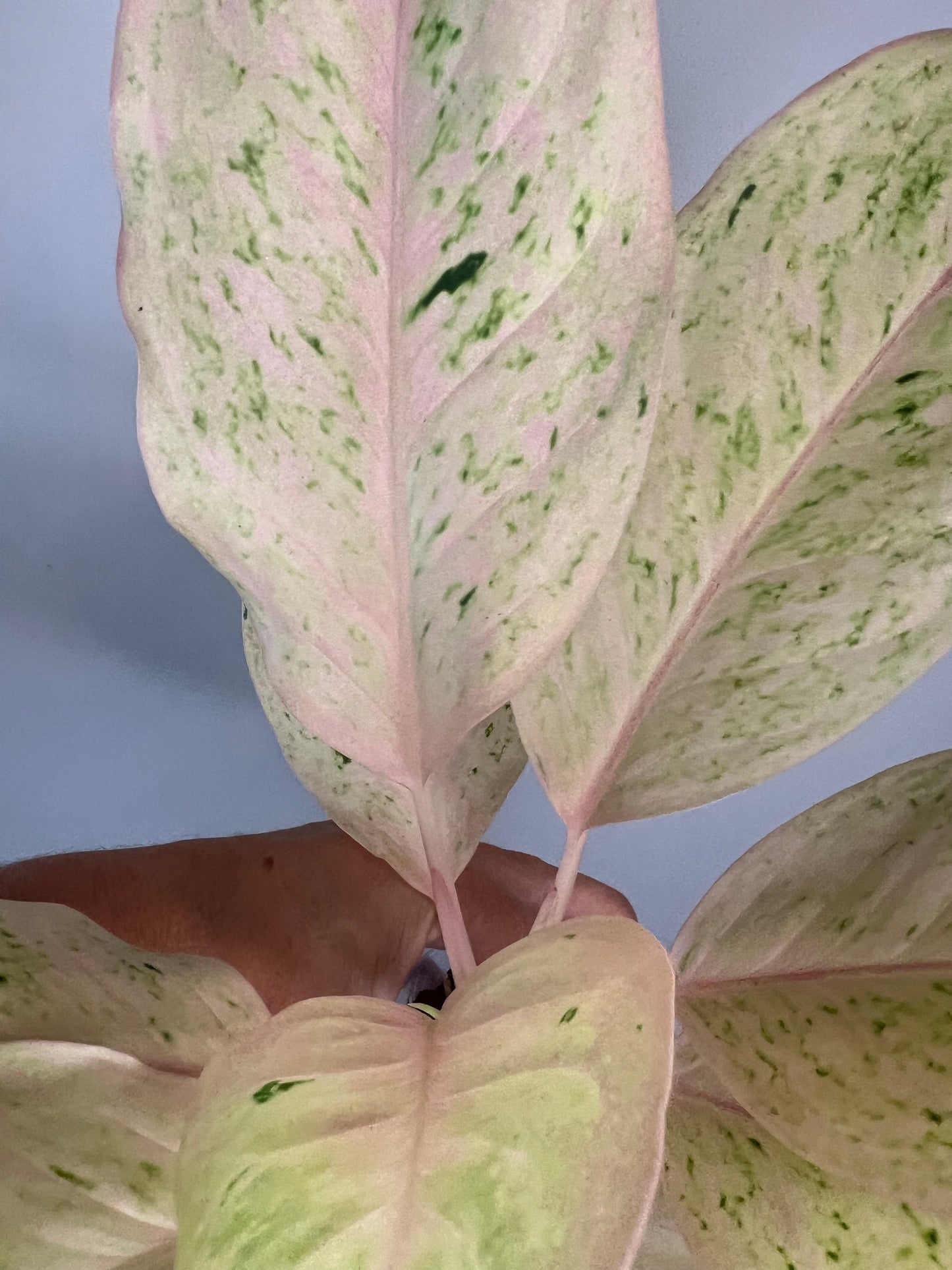 Aglaonema Intan Ice Cream