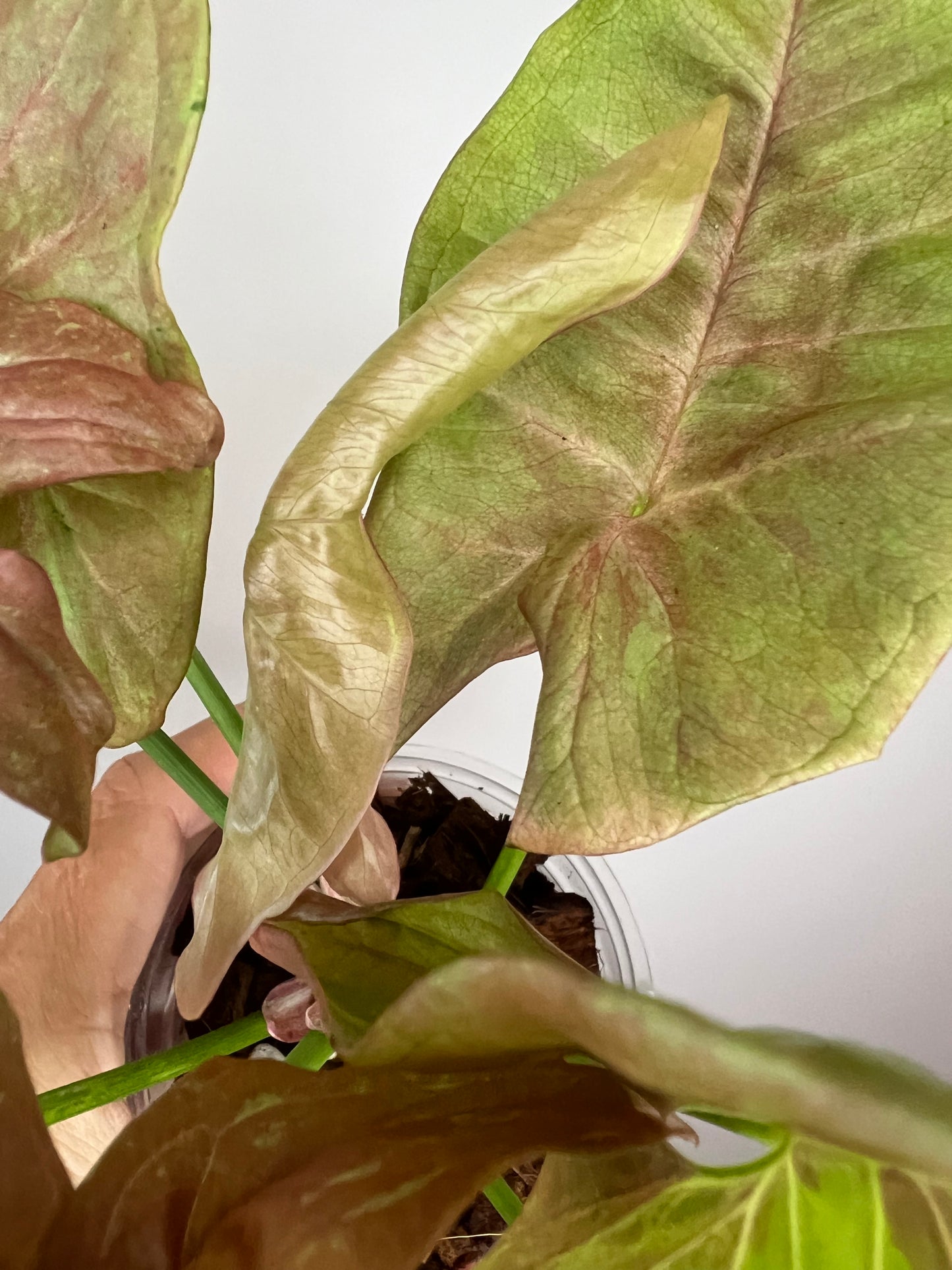Syngonium Pink Cloud Marble
