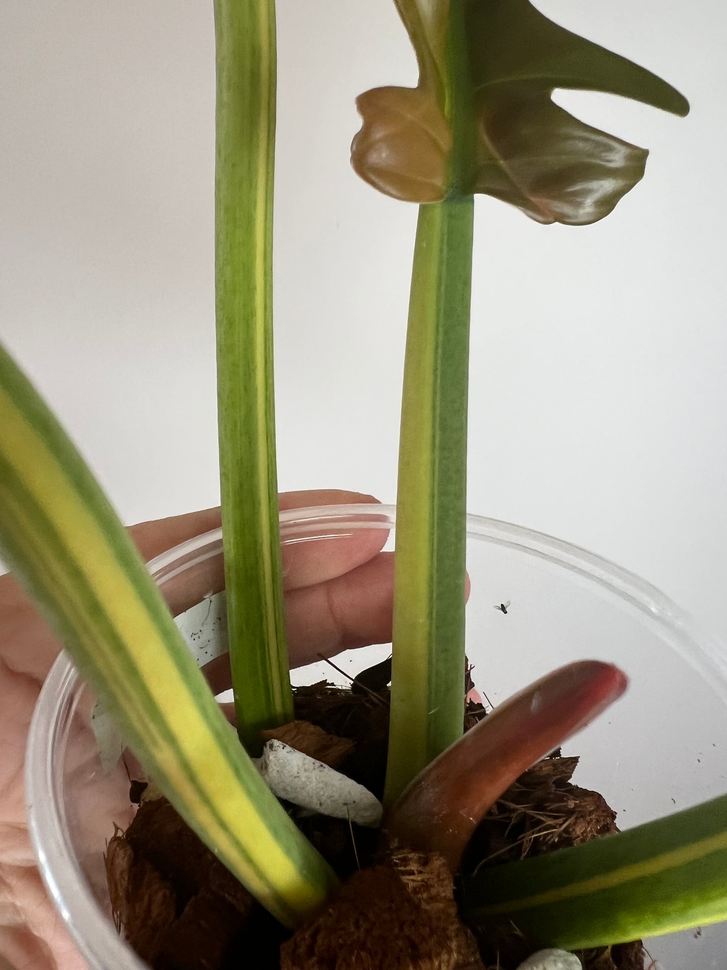 Philodendron Jungle Boogie Variegated