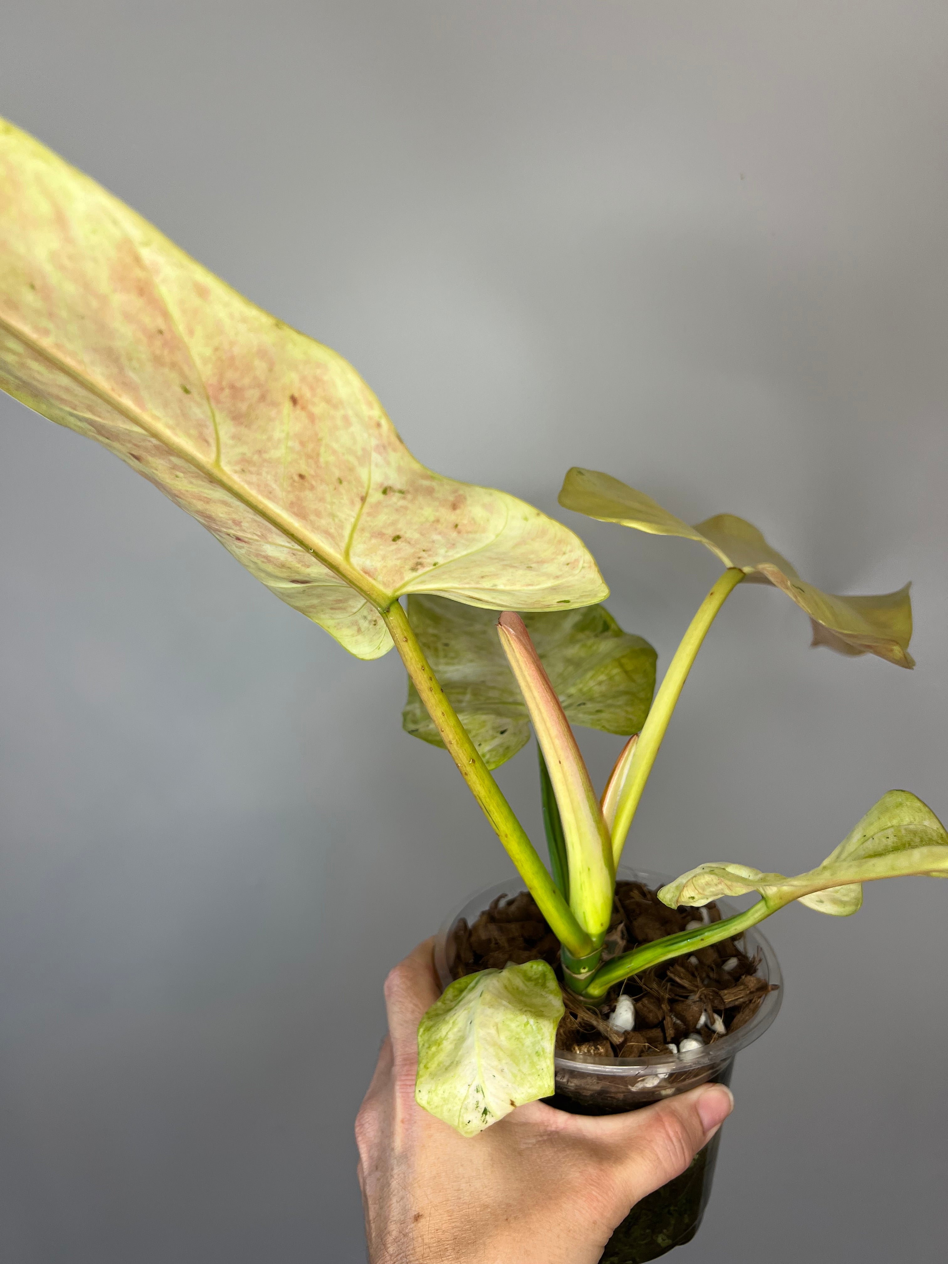 Philodendron Whipple Way - Rare Collector's Philodendron – Bayside
