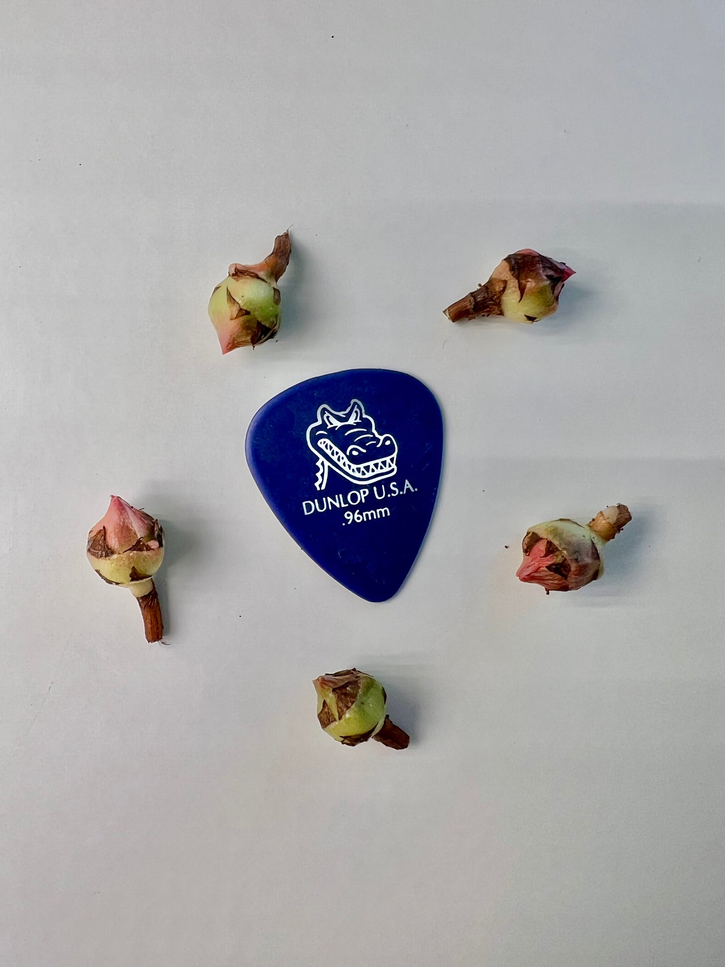 Alocasia Regal Shield Albo Corms - Grower's Choice