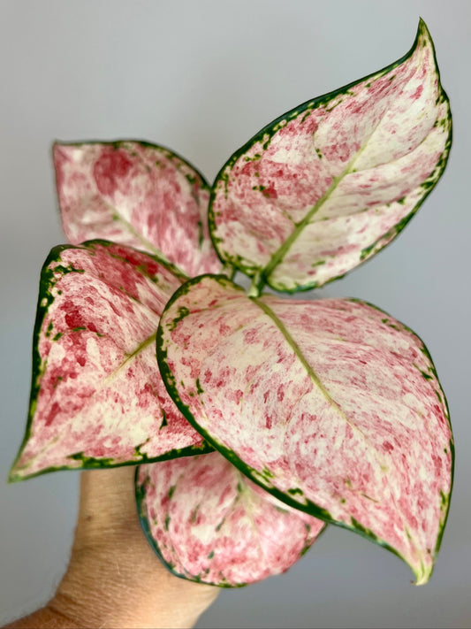 Aglaonema Zolina