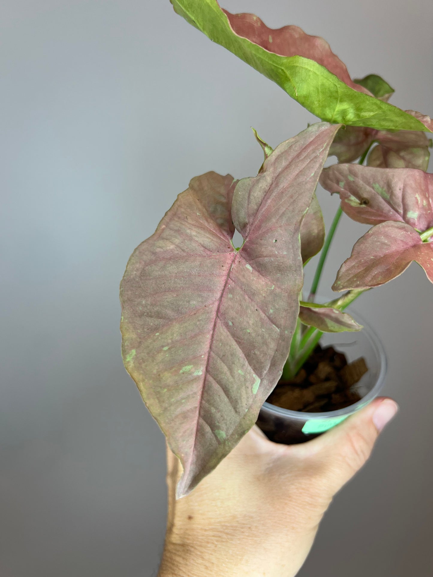 Syngonium Pink Caviar