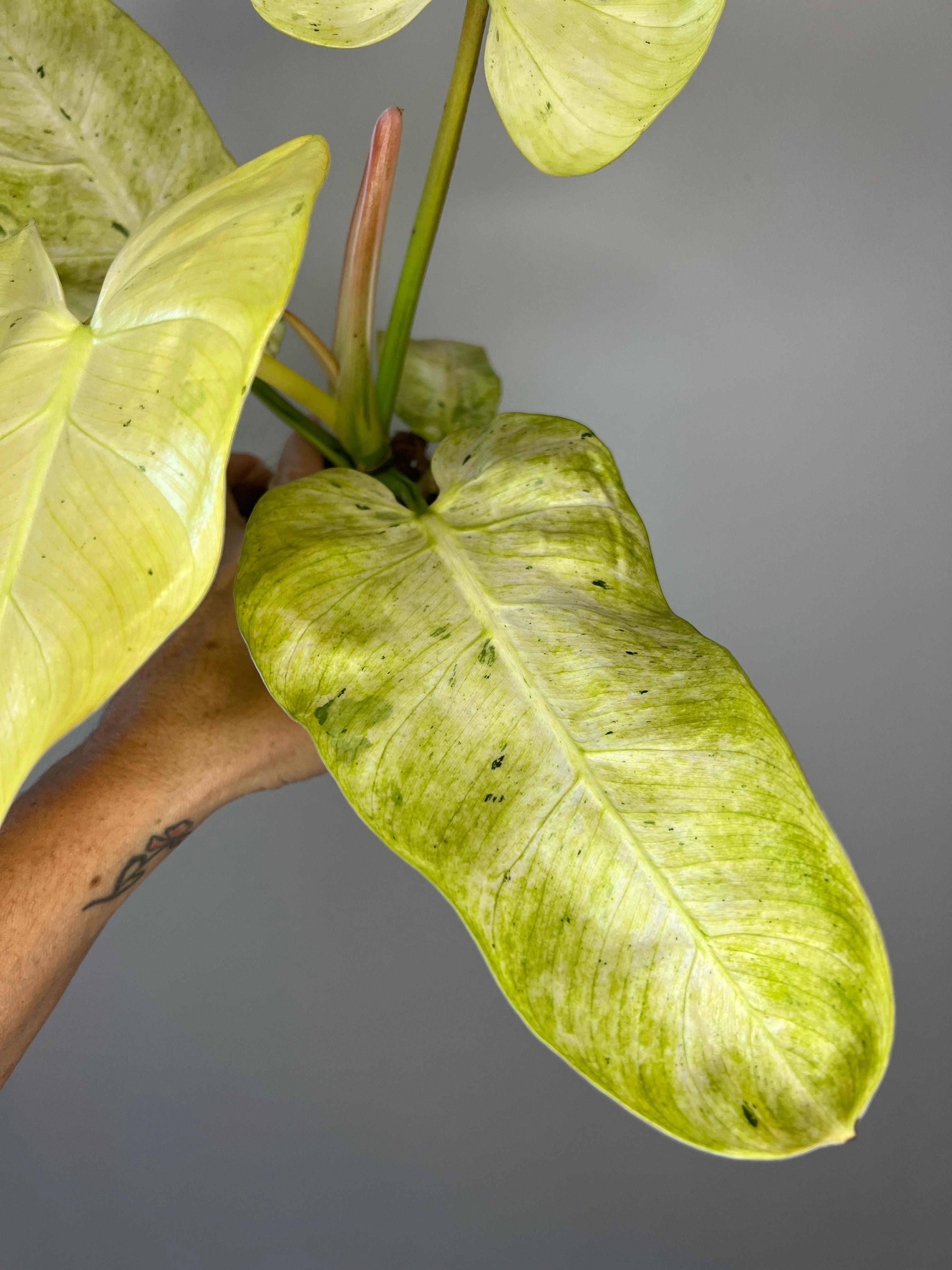 Philodendron Whipple Way - Rare Collector's Philodendron – Bayside