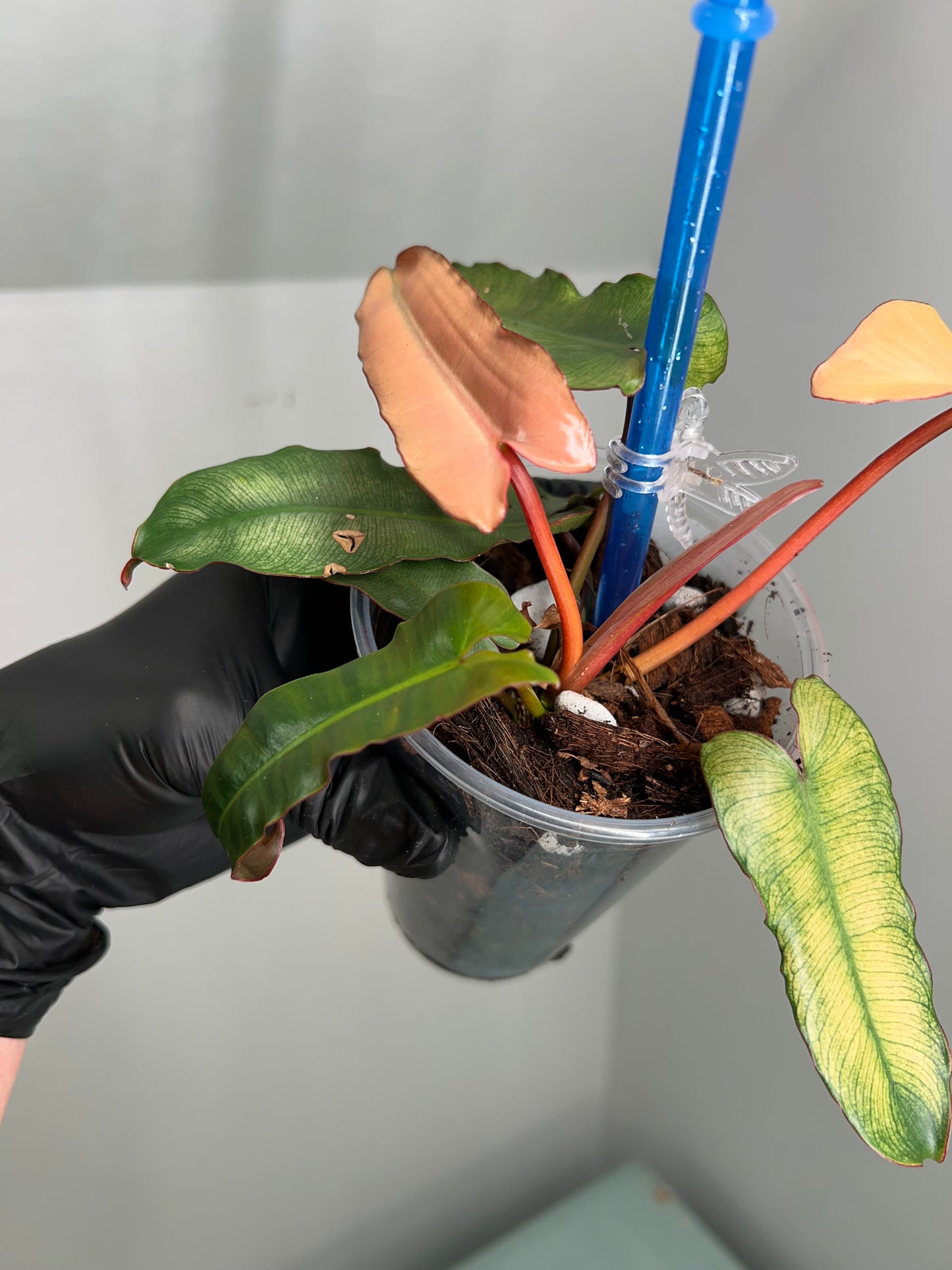 Philodendron Black Billietiea Blue Mint