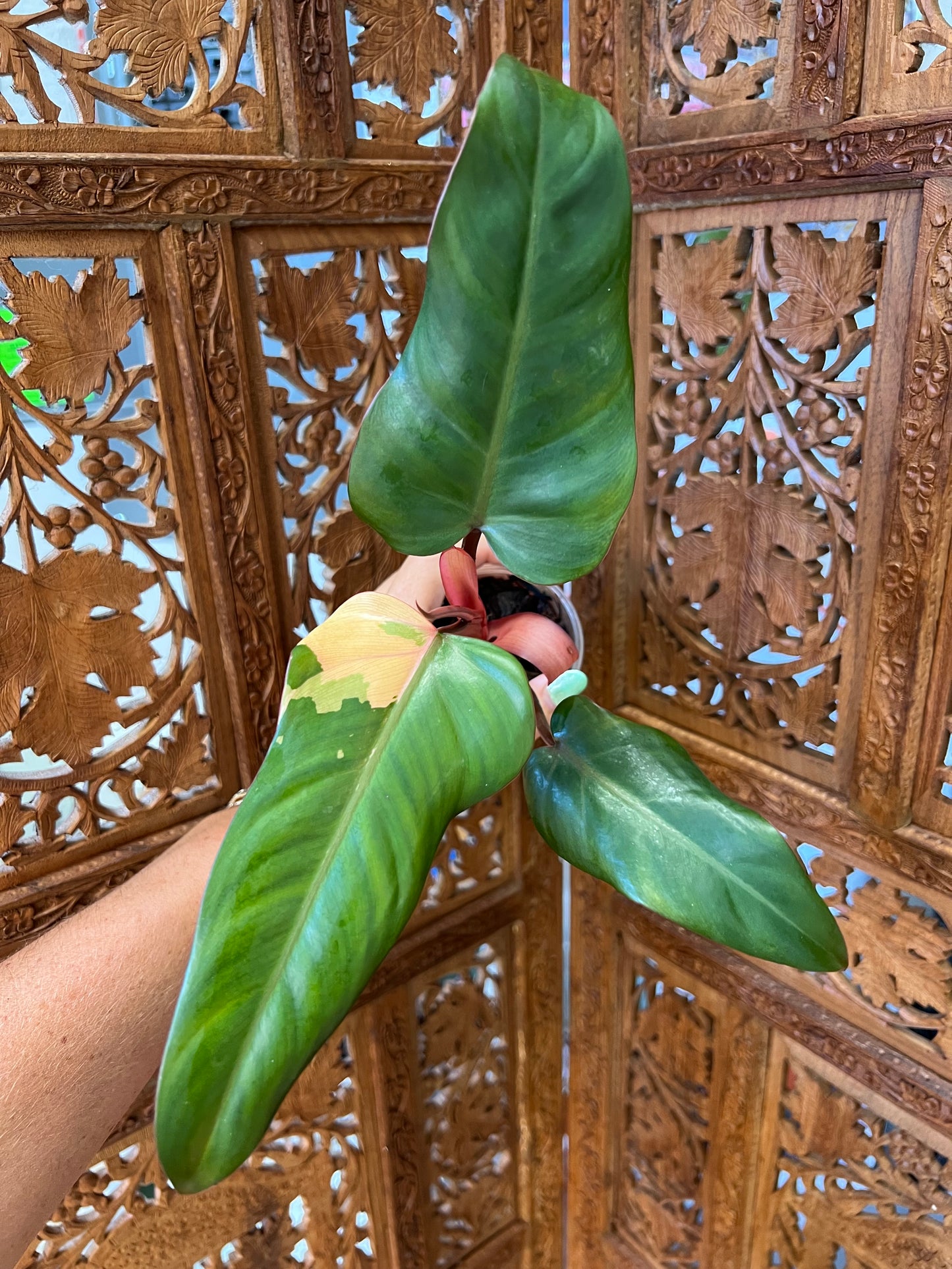 Philodendron Dark Lord Variegated