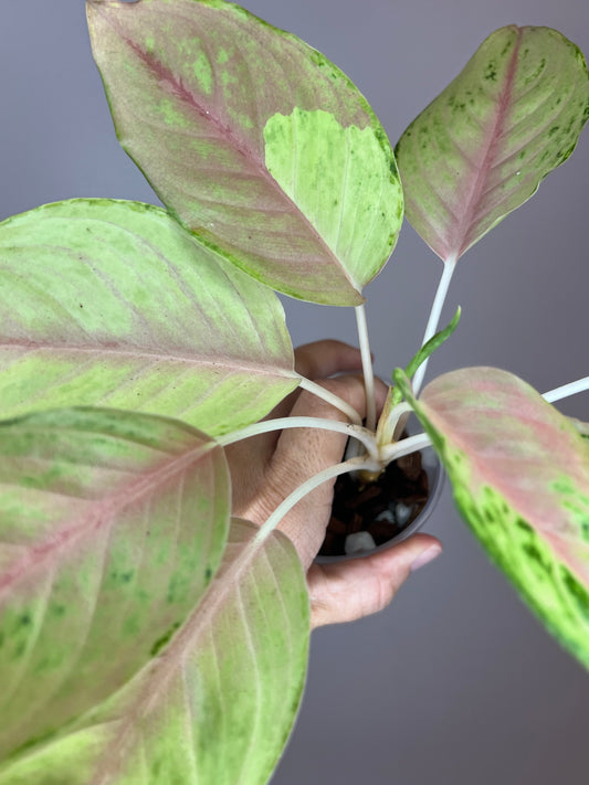 Aglaonema Unicorn