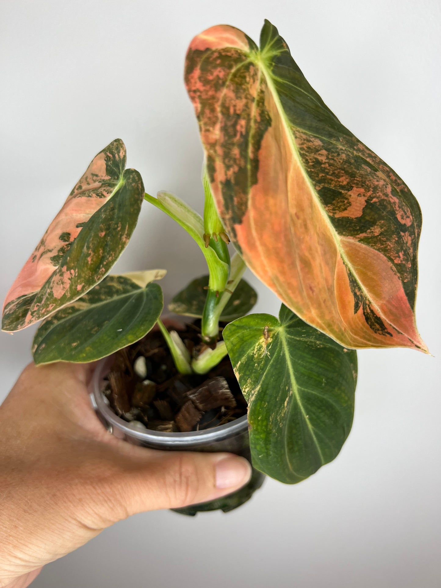 Philodendron Melanocrysum Orange