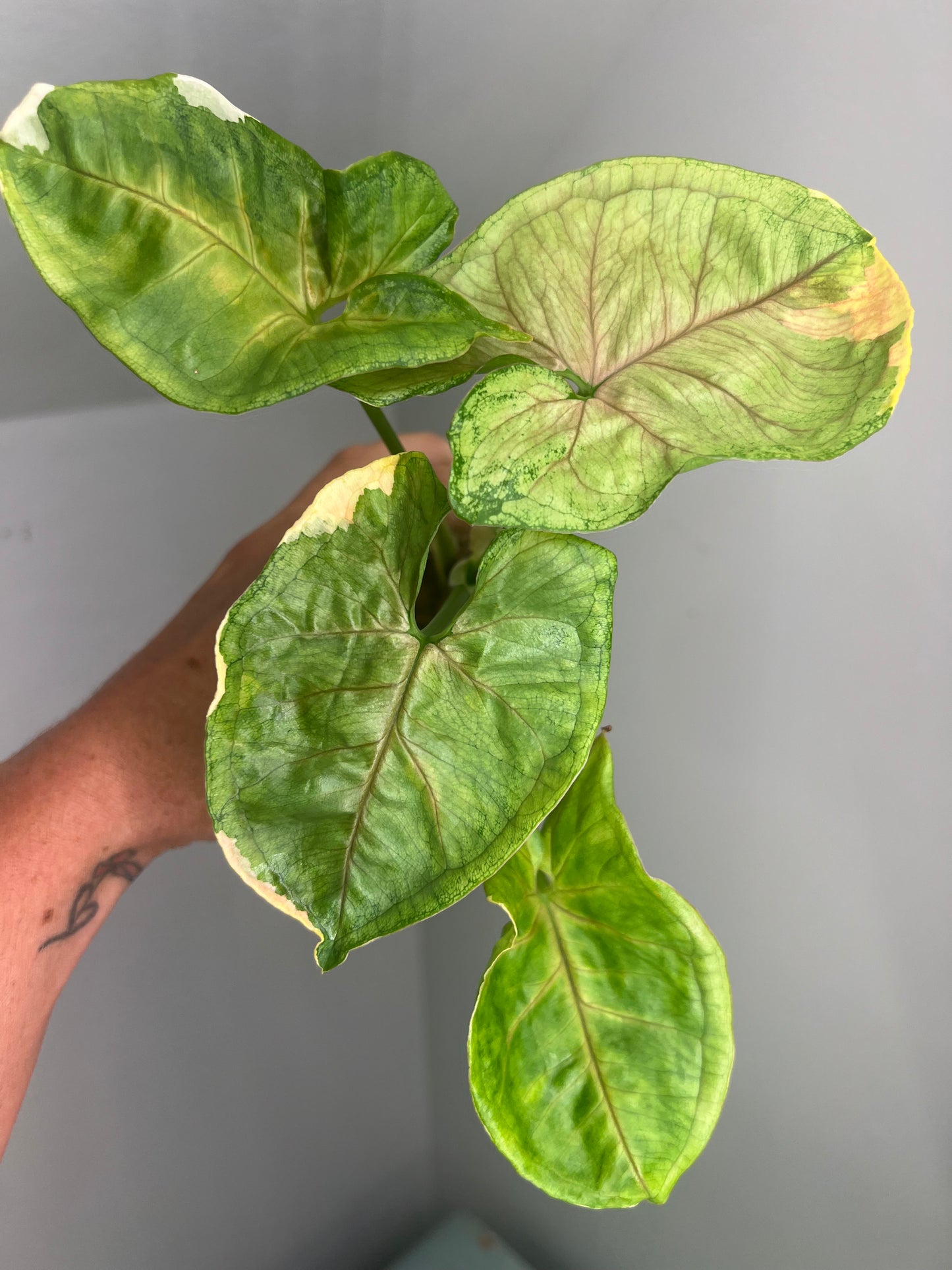 Syngonium Mango Allusion