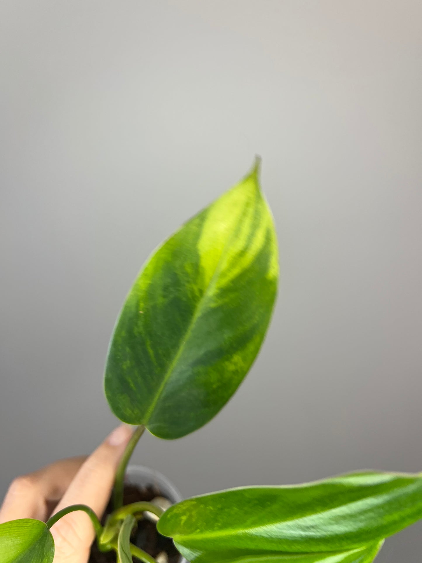 Philodendron Avocado Shake