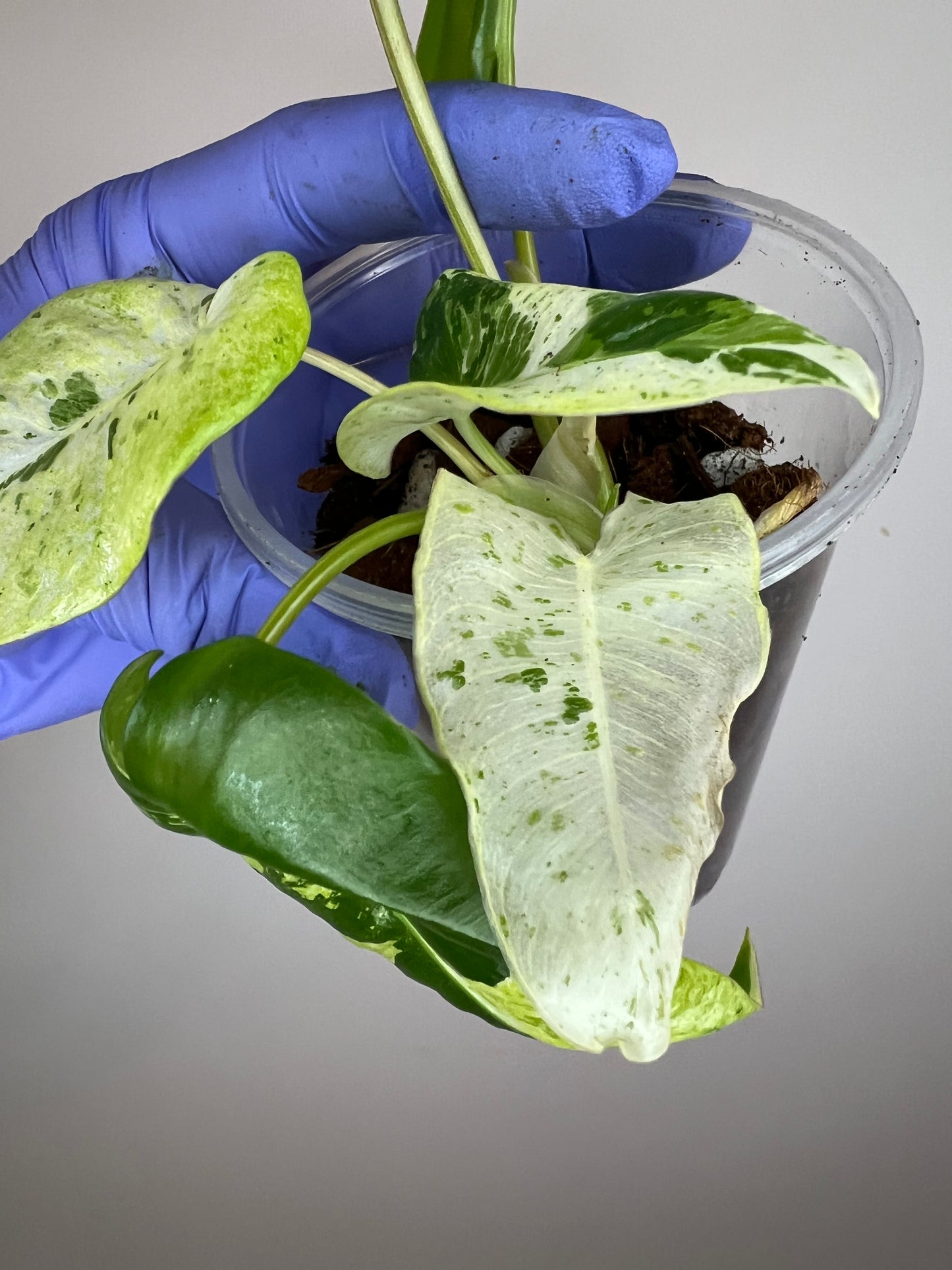 Philodendron Burle Marx Snow White C