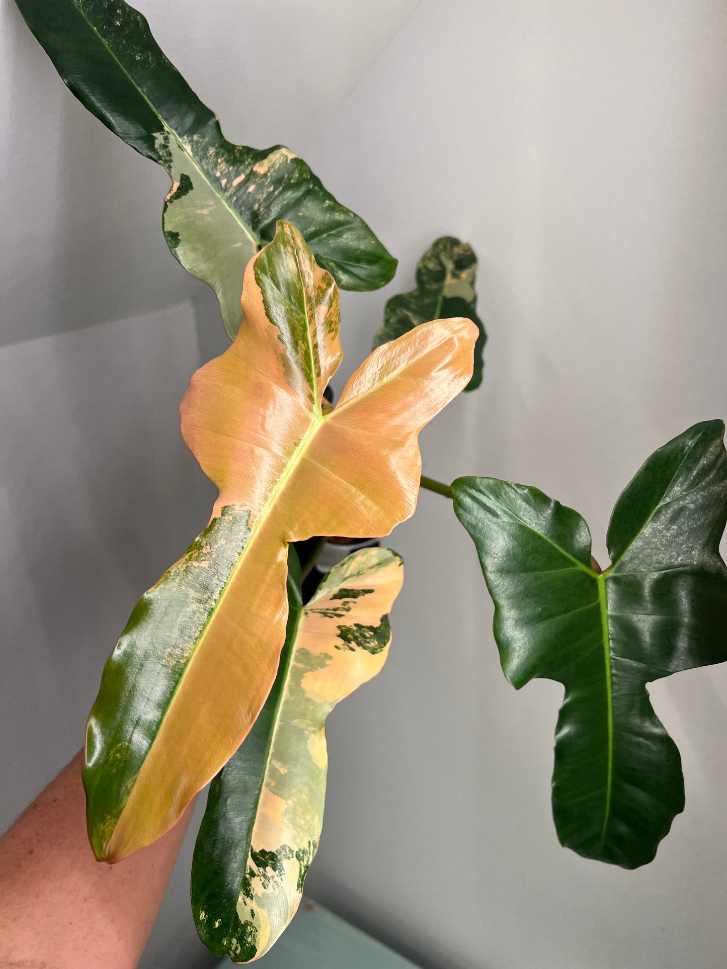 Philodendron Brown Beauty Variegated