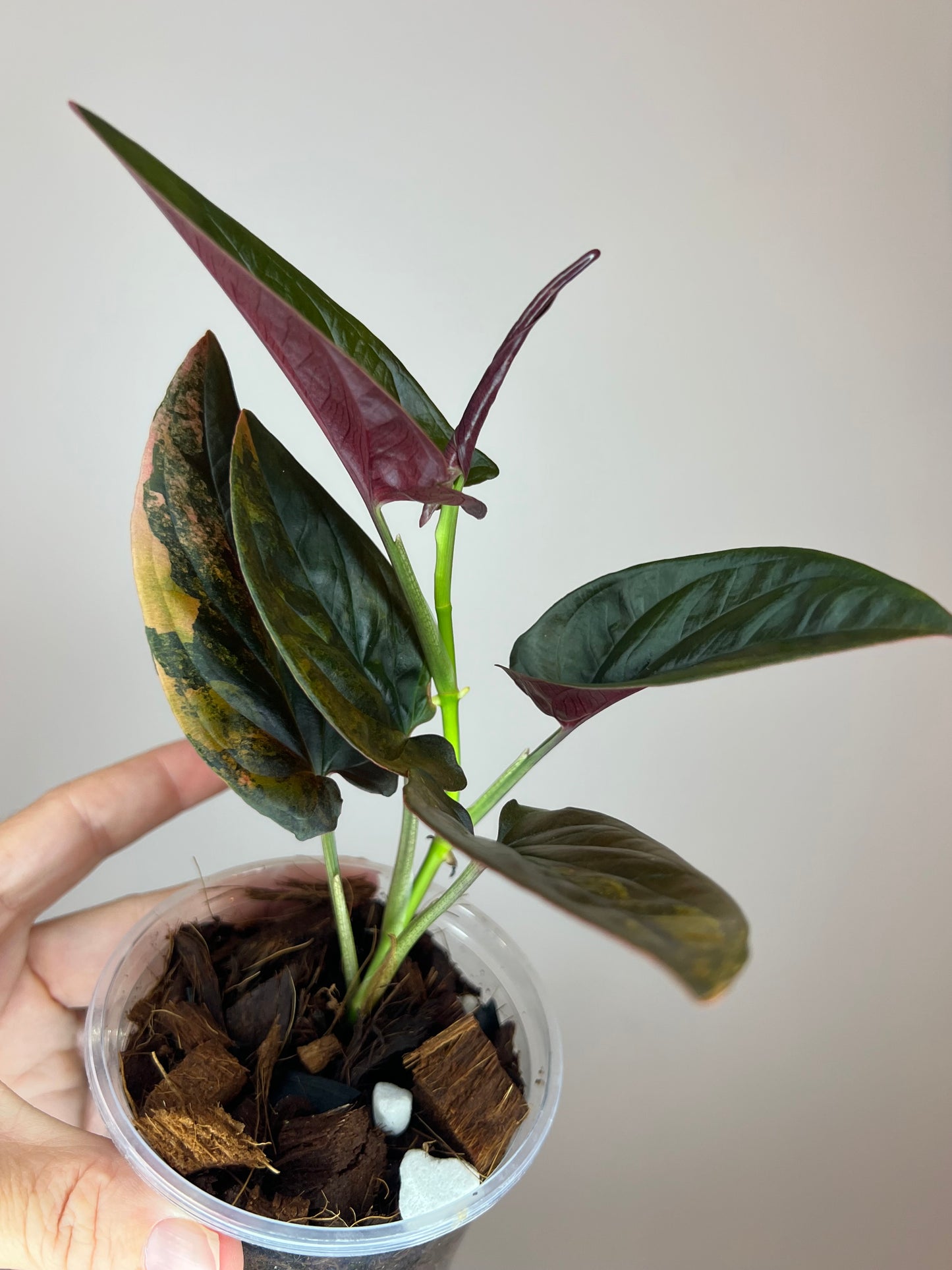 Syngonium Llano Carti Variegated