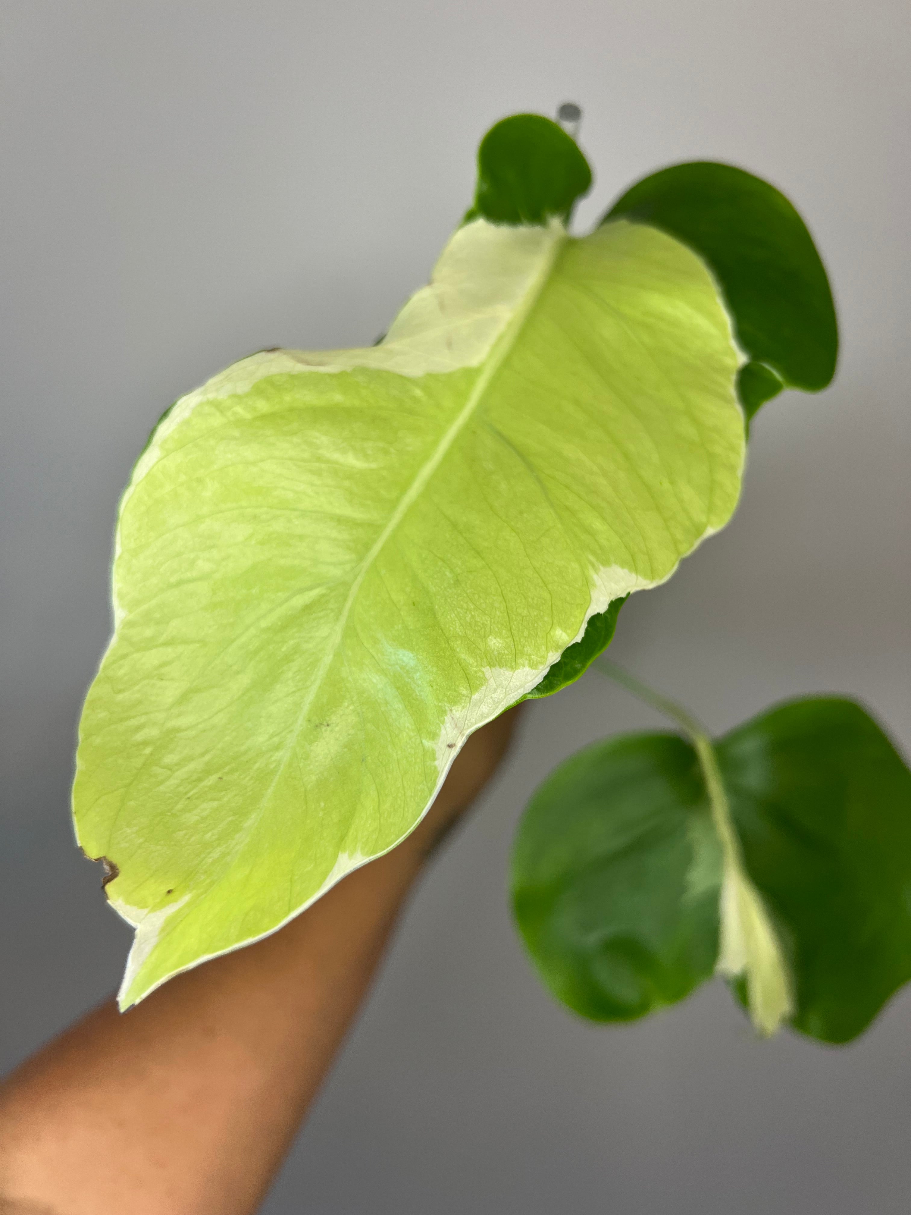 Monstera White Lava - Ultra Rare Variegated Monstera – Bayside