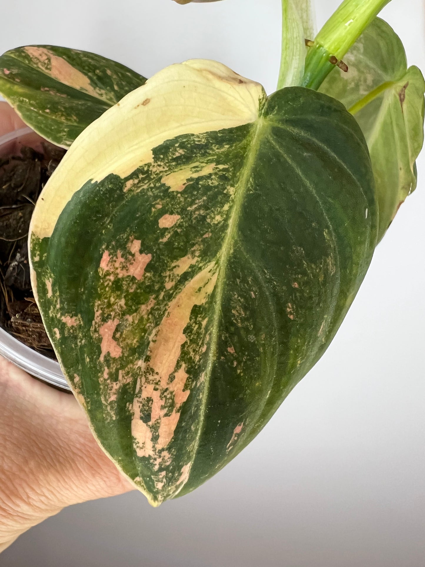 Philodendron Melanocrysum Orange