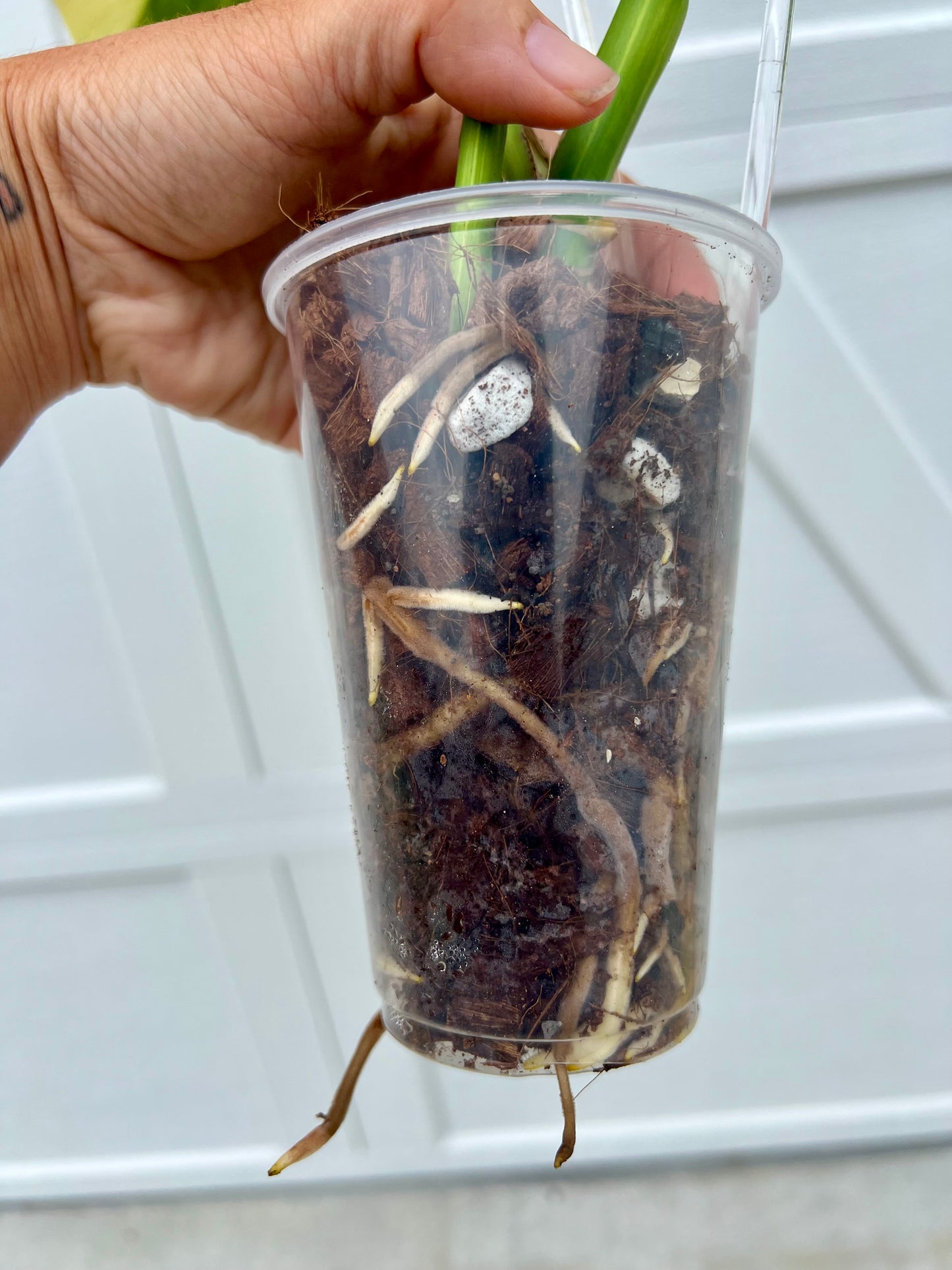 Monstera Borsigiana Aurea