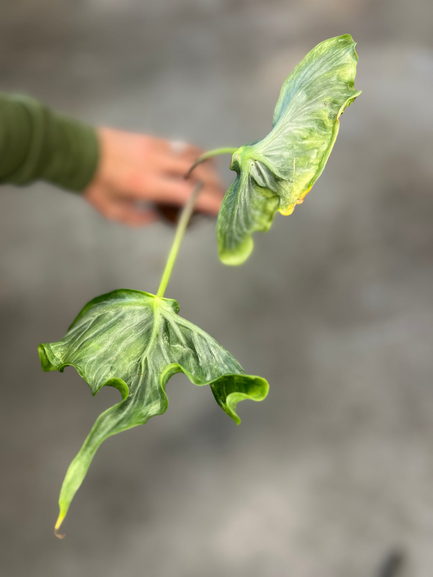 Alocasia Holy Grail Corms