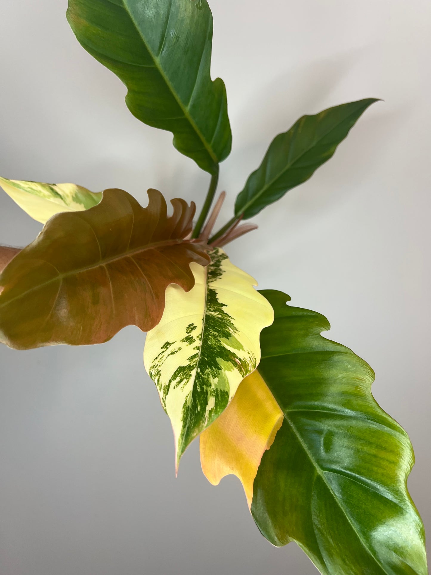 Philodendron Carmel Marble