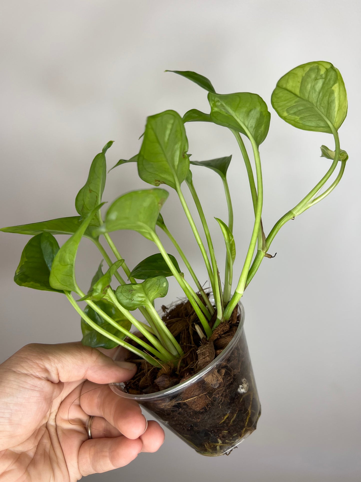 Epipremnum Aureum Lemon Meringue Pothos