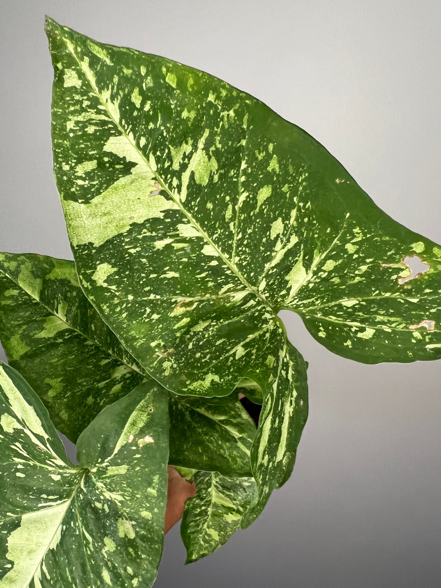 Syngonium Panda Galaxy