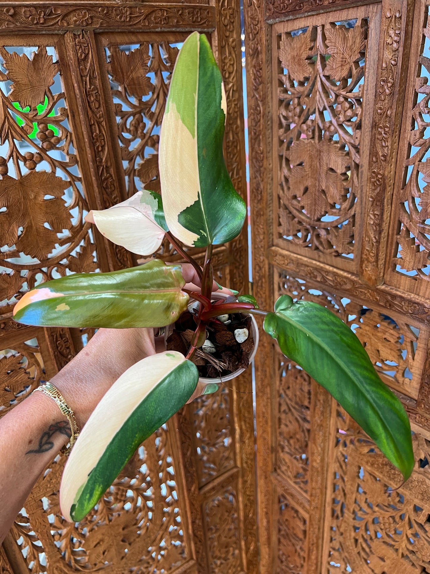 Philodendron Dark Lord Variegated