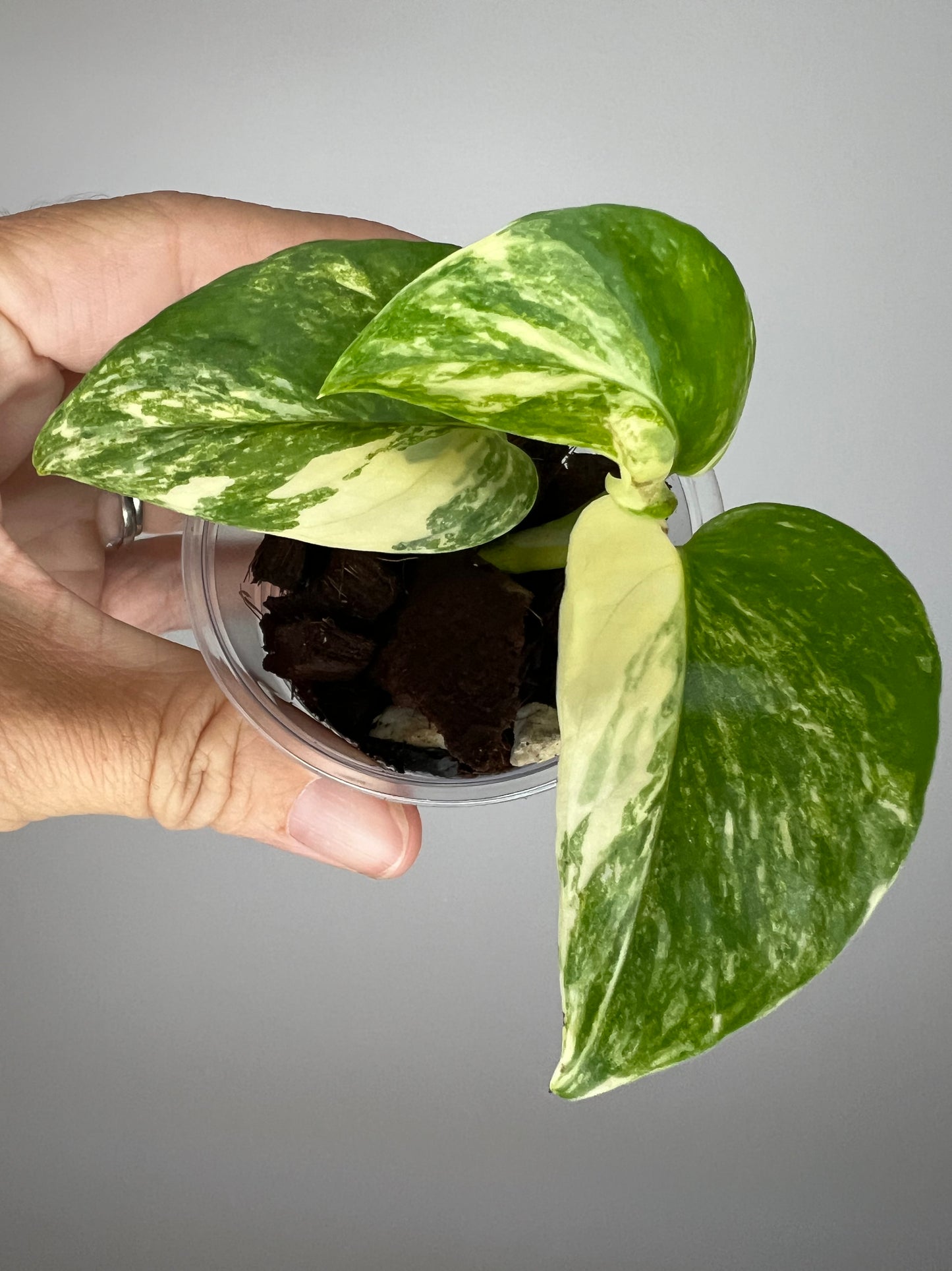 Epipremnum Aureum Colorado Constellation Pothos