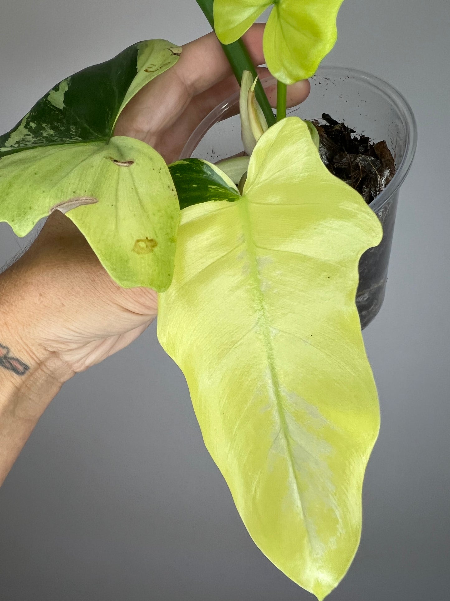Philodendron Golden Dragon Mint