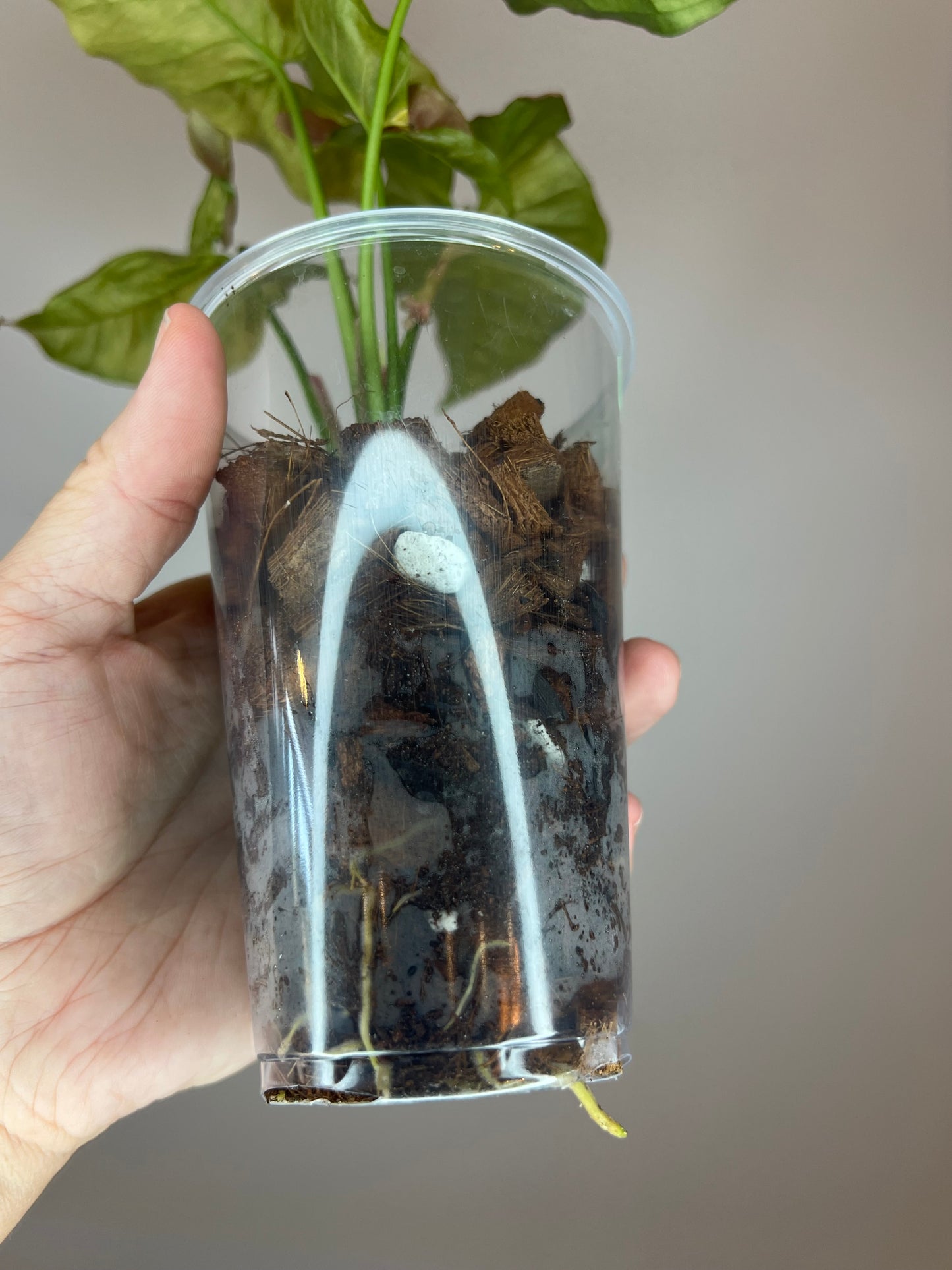 Syngonium Pink Caviar