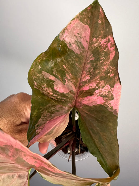 Syngonium Maria Variegated