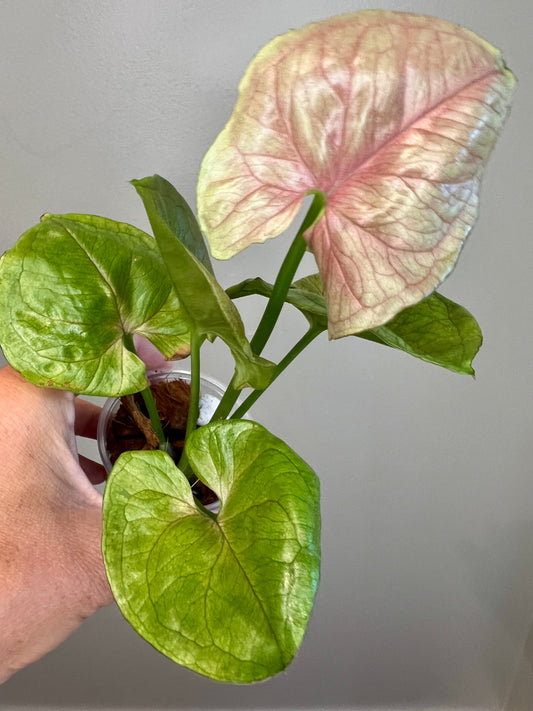 Syngonium Blood Allusion