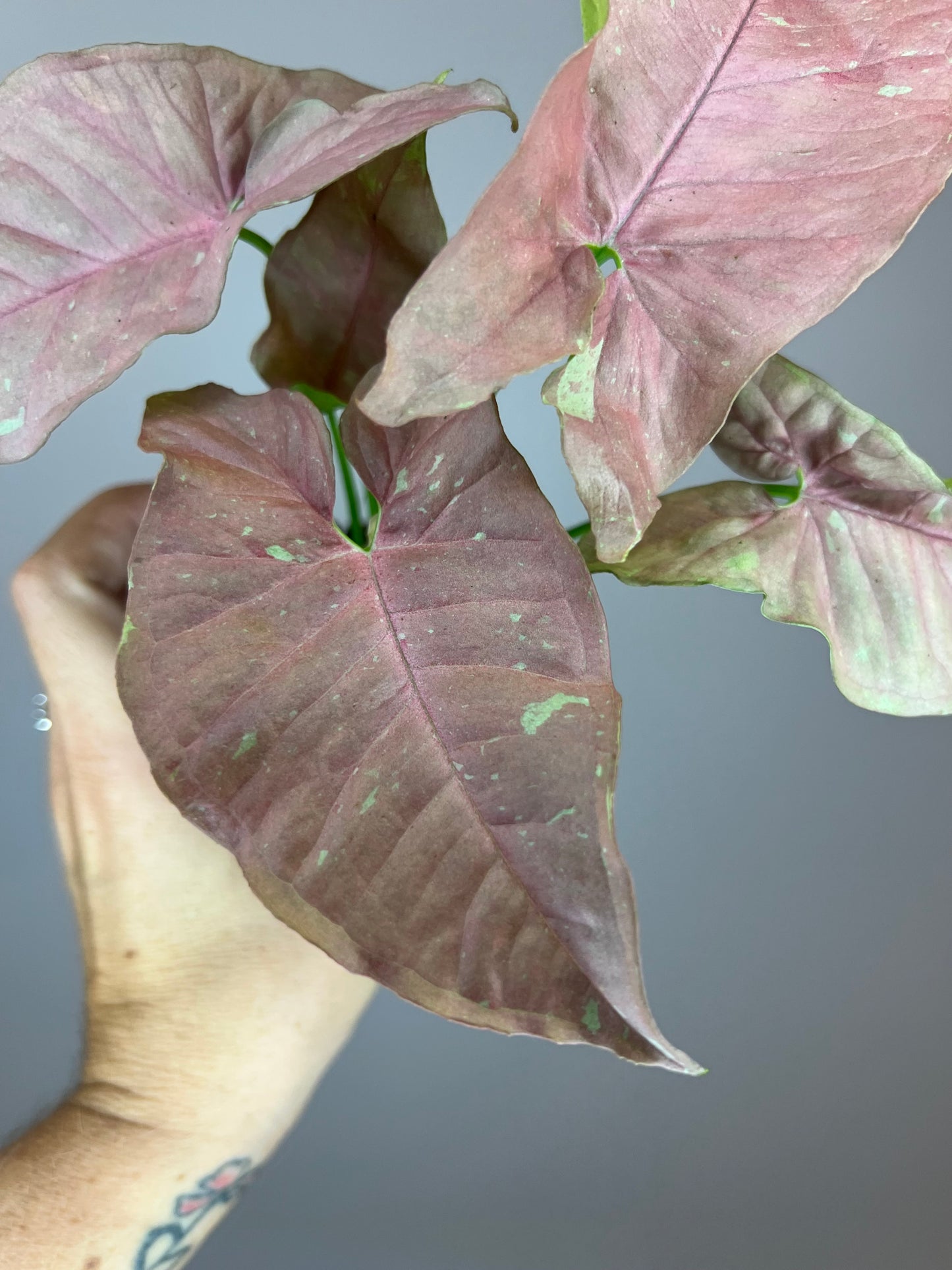 Syngonium Pink Caviar