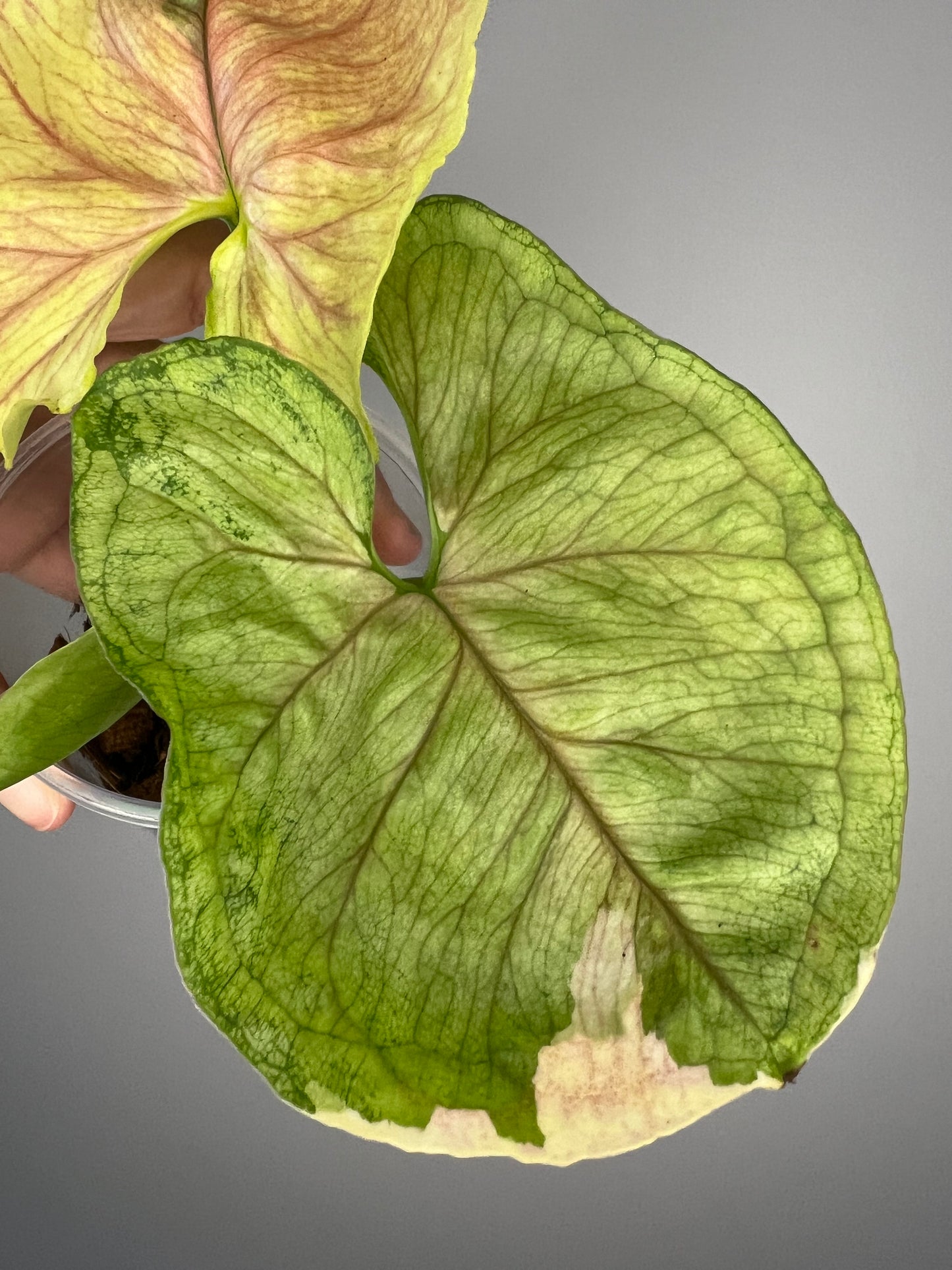 Syngonium Mango Allusion