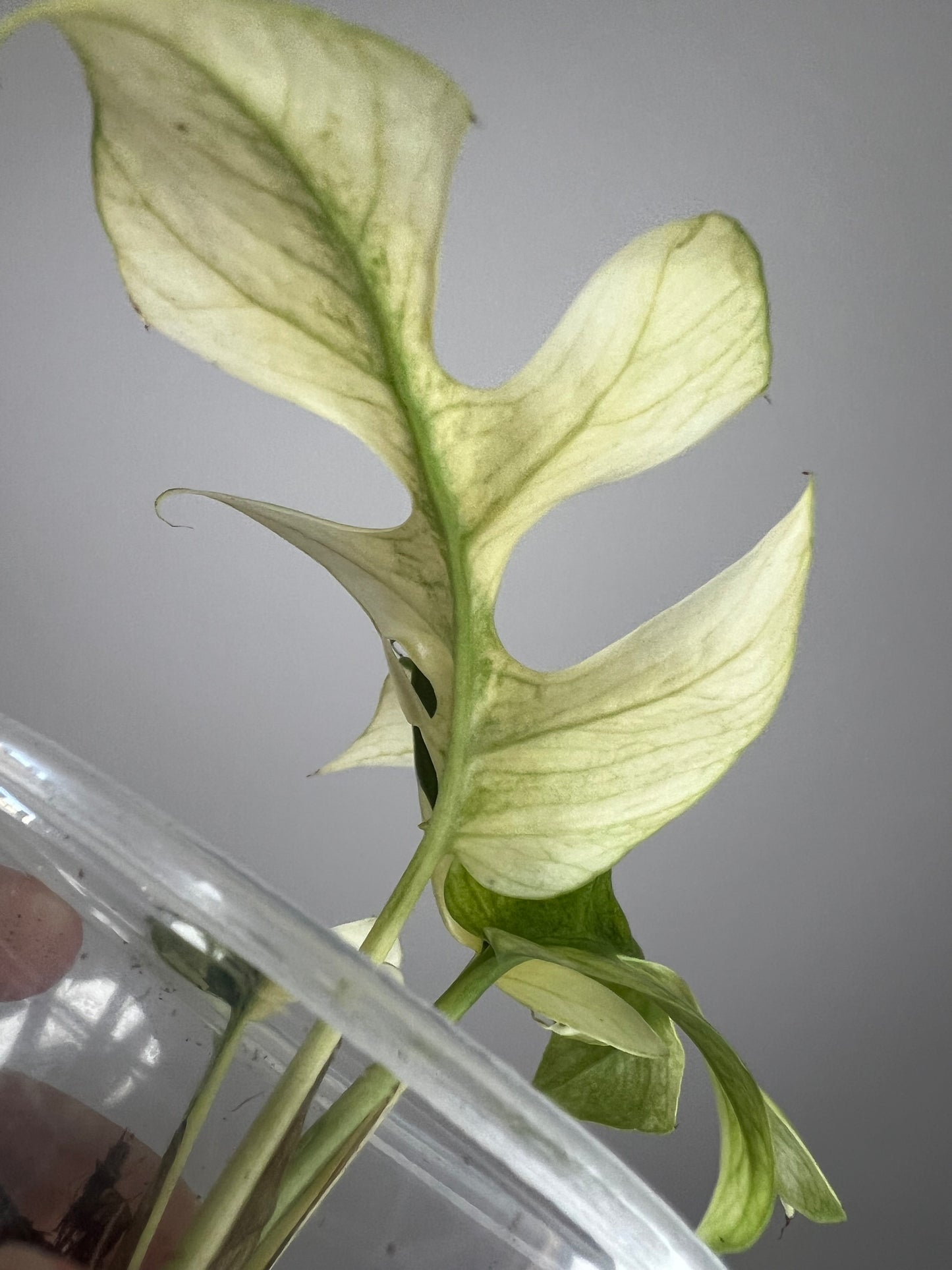 Raphidophora Tetrasperma White Monster