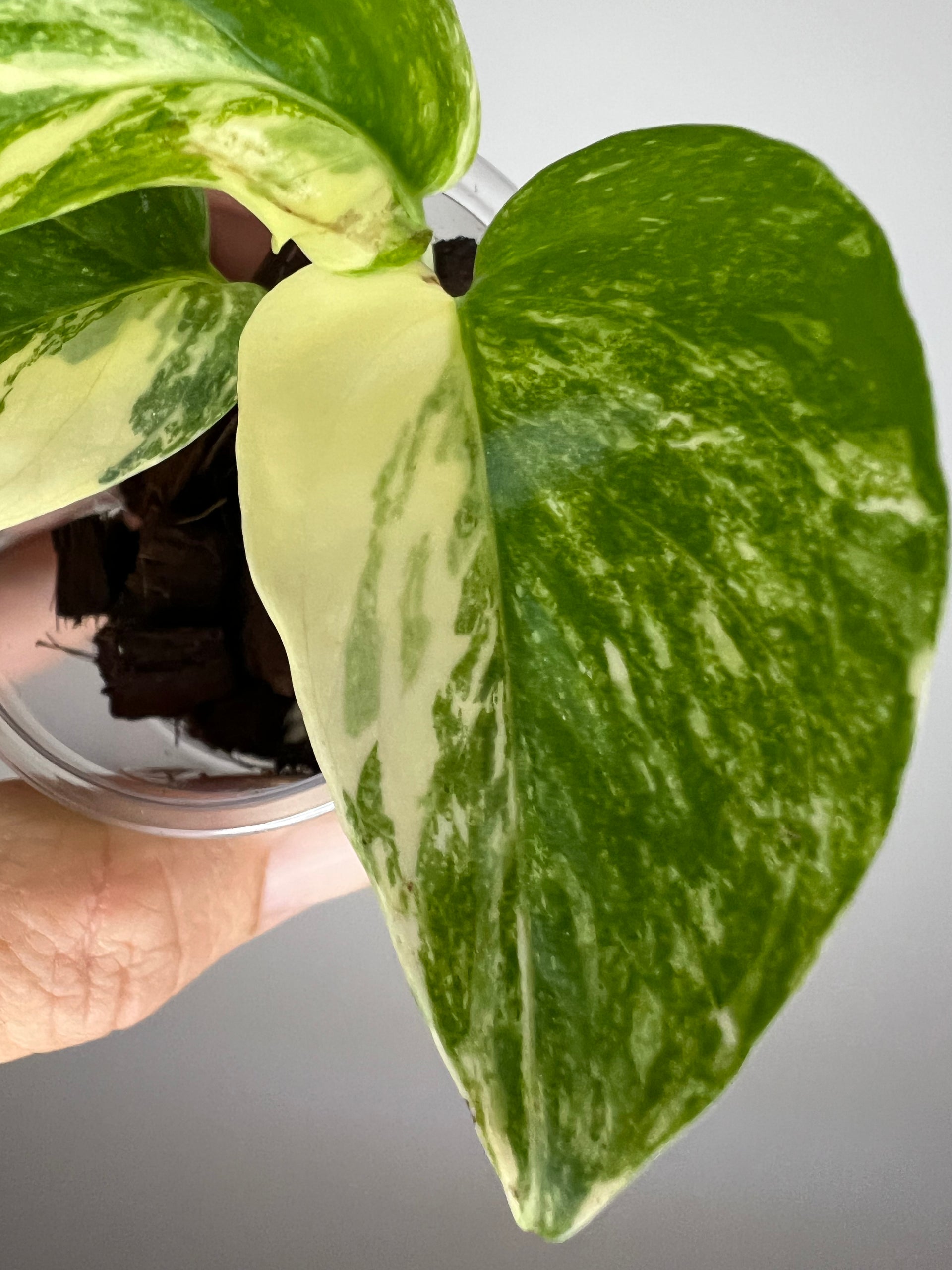 golden pothos white variegation Epipremnum Aureum Colorado Constellation Pothos
