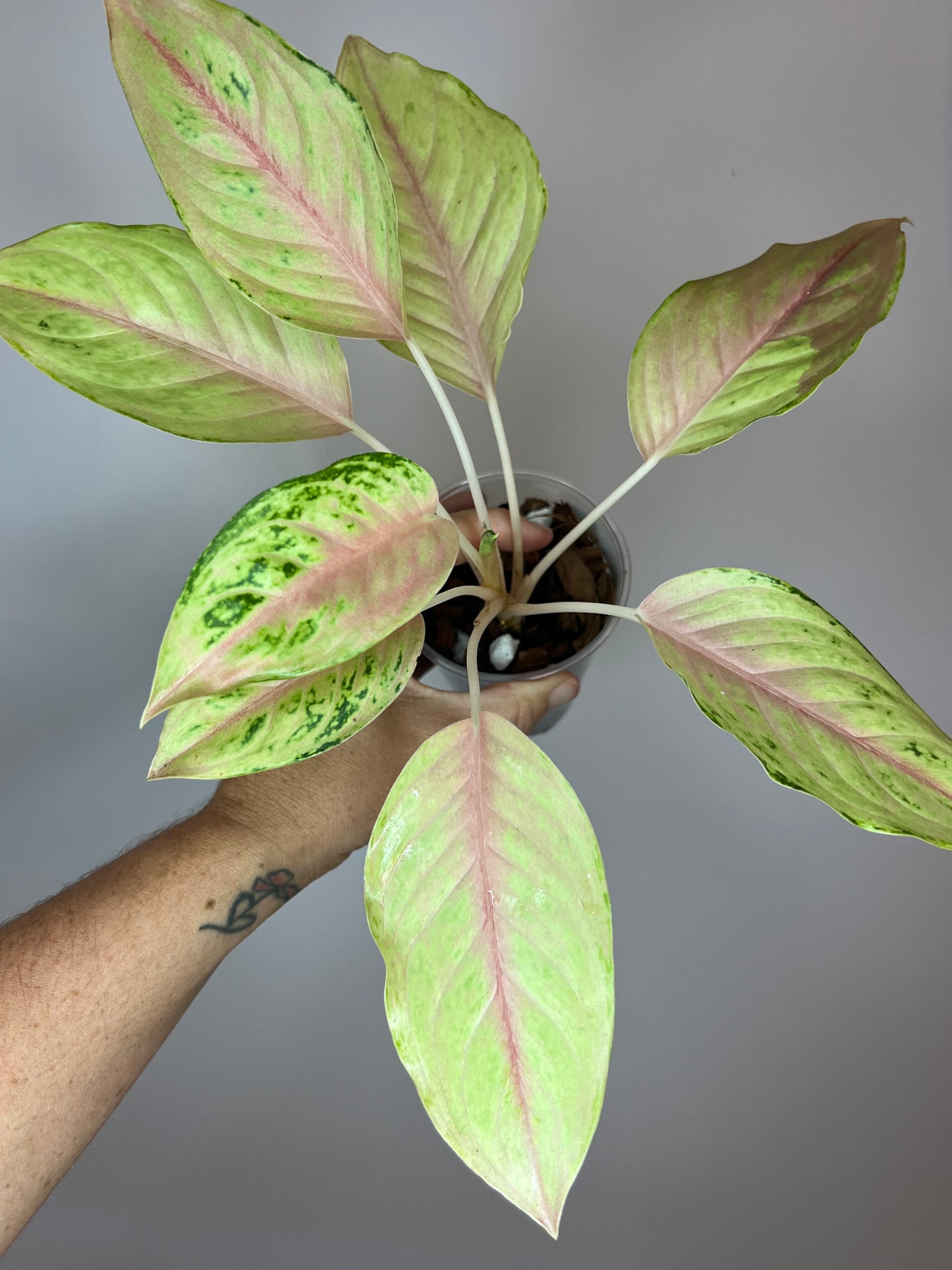 Aglaonema Unicorn