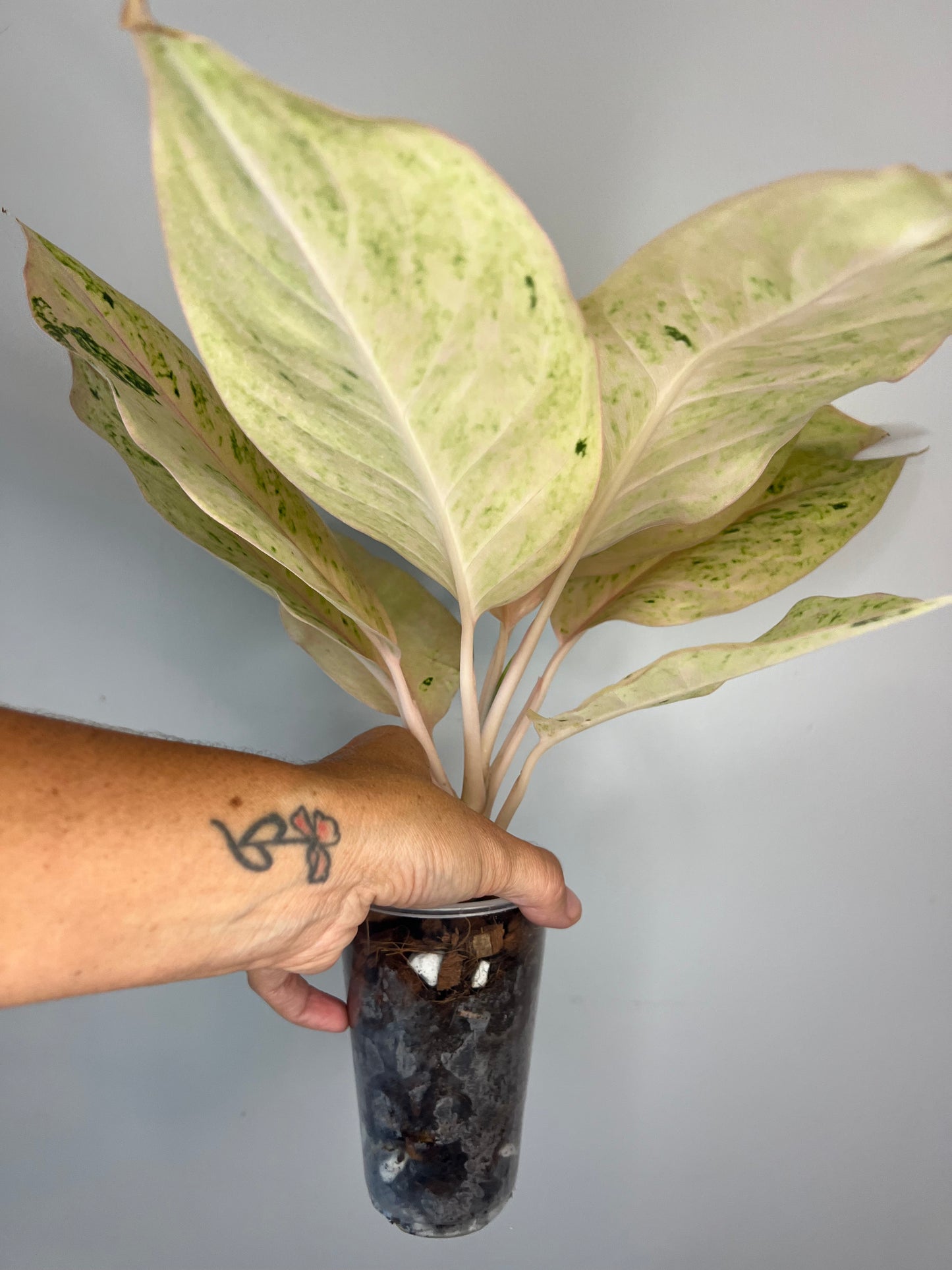 Aglaonema Intan Ice Cream