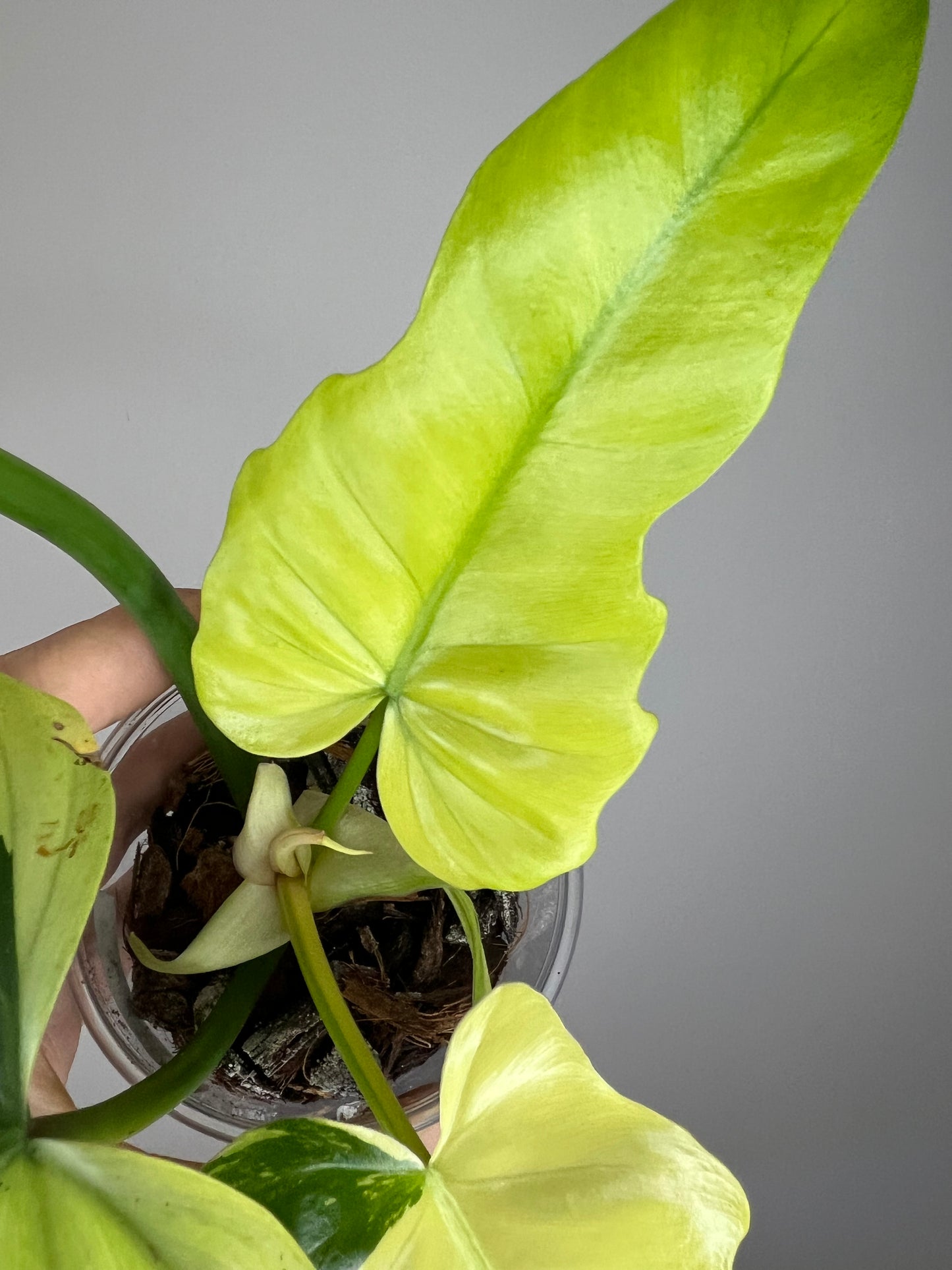 Philodendron Golden Dragon Mint