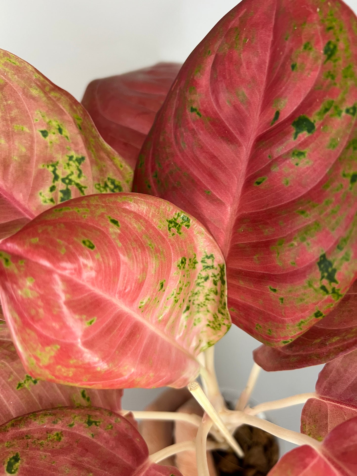 Aglaonema Aden Mutation