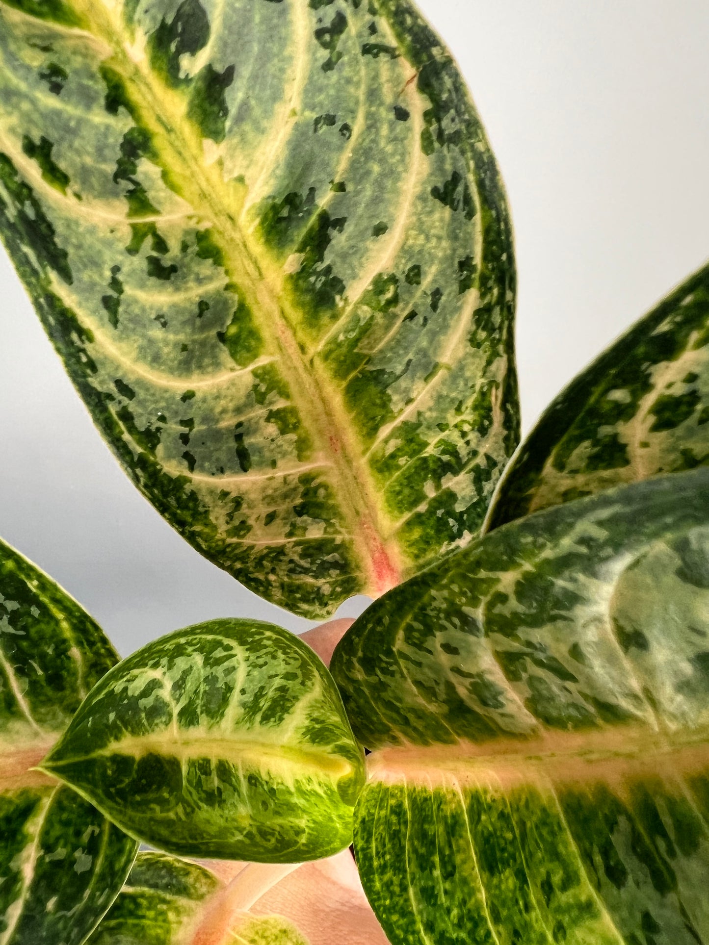 Aglaonema Gaja Mada