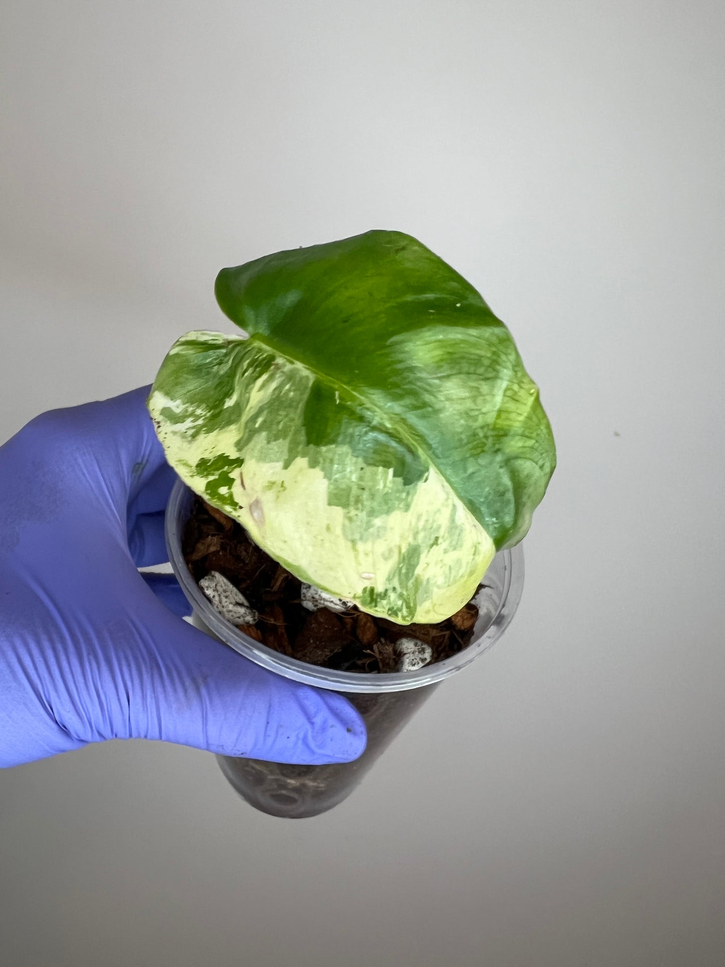 Philodendron Burle Marx Snow White E Multinode Base