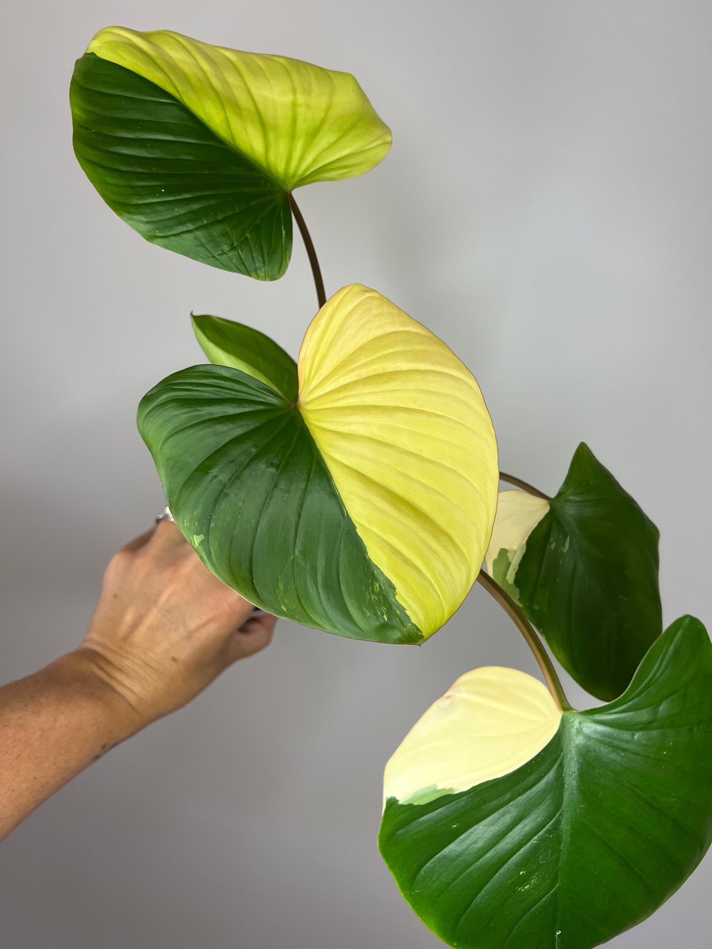 Homalomena Rubescens Tricolor Pink