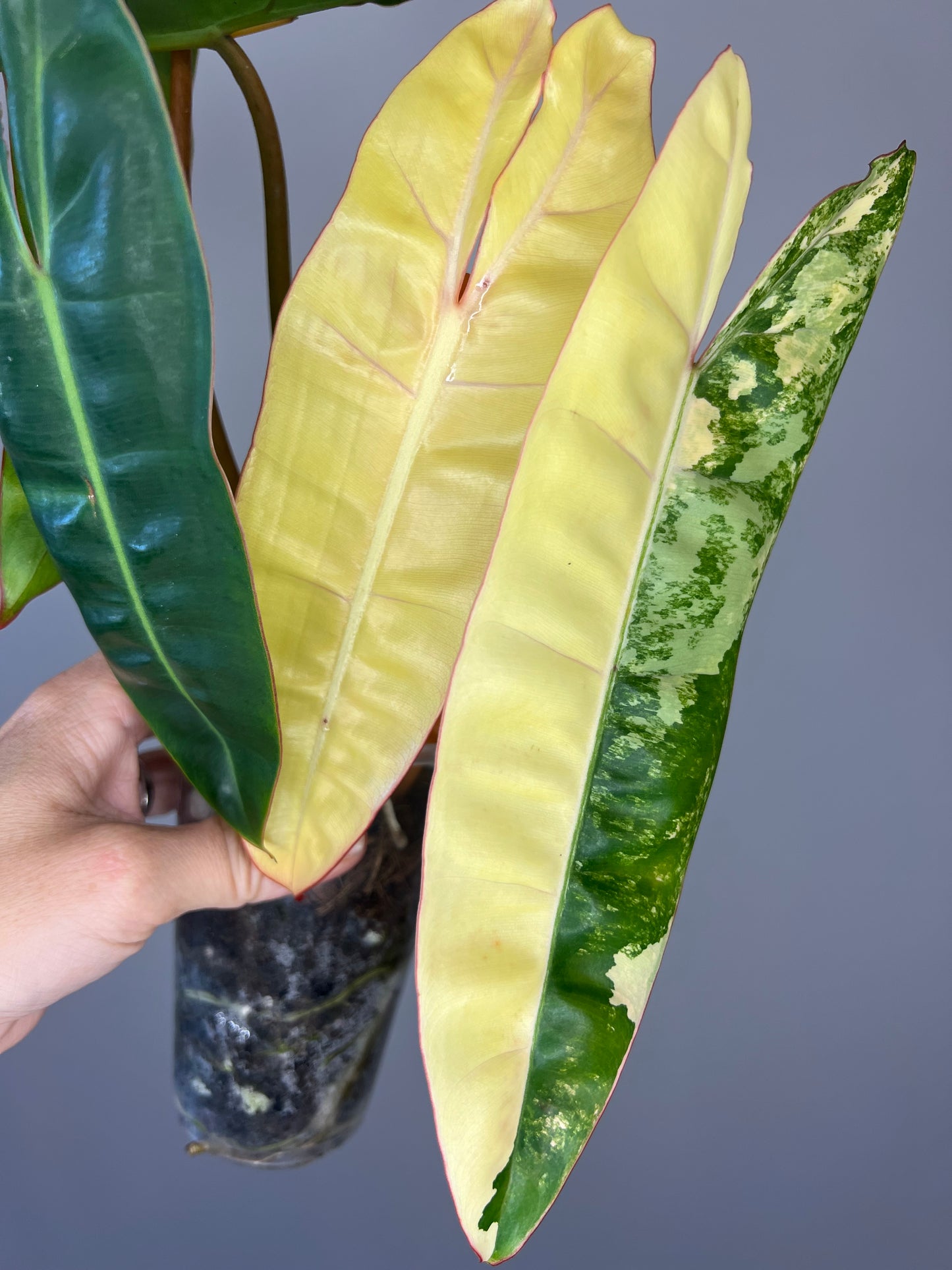 Philodendron Billietiae Variegated