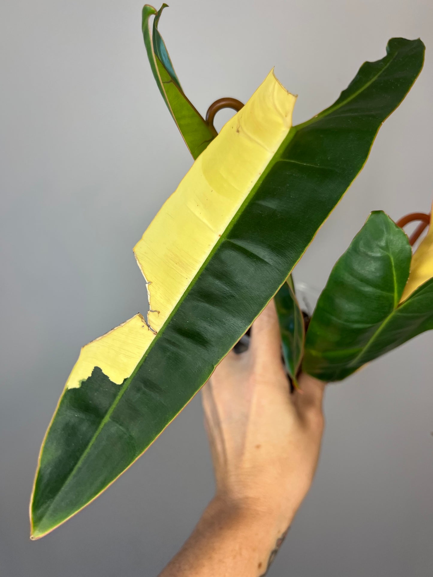 Philodendron Billietiae Variegated
