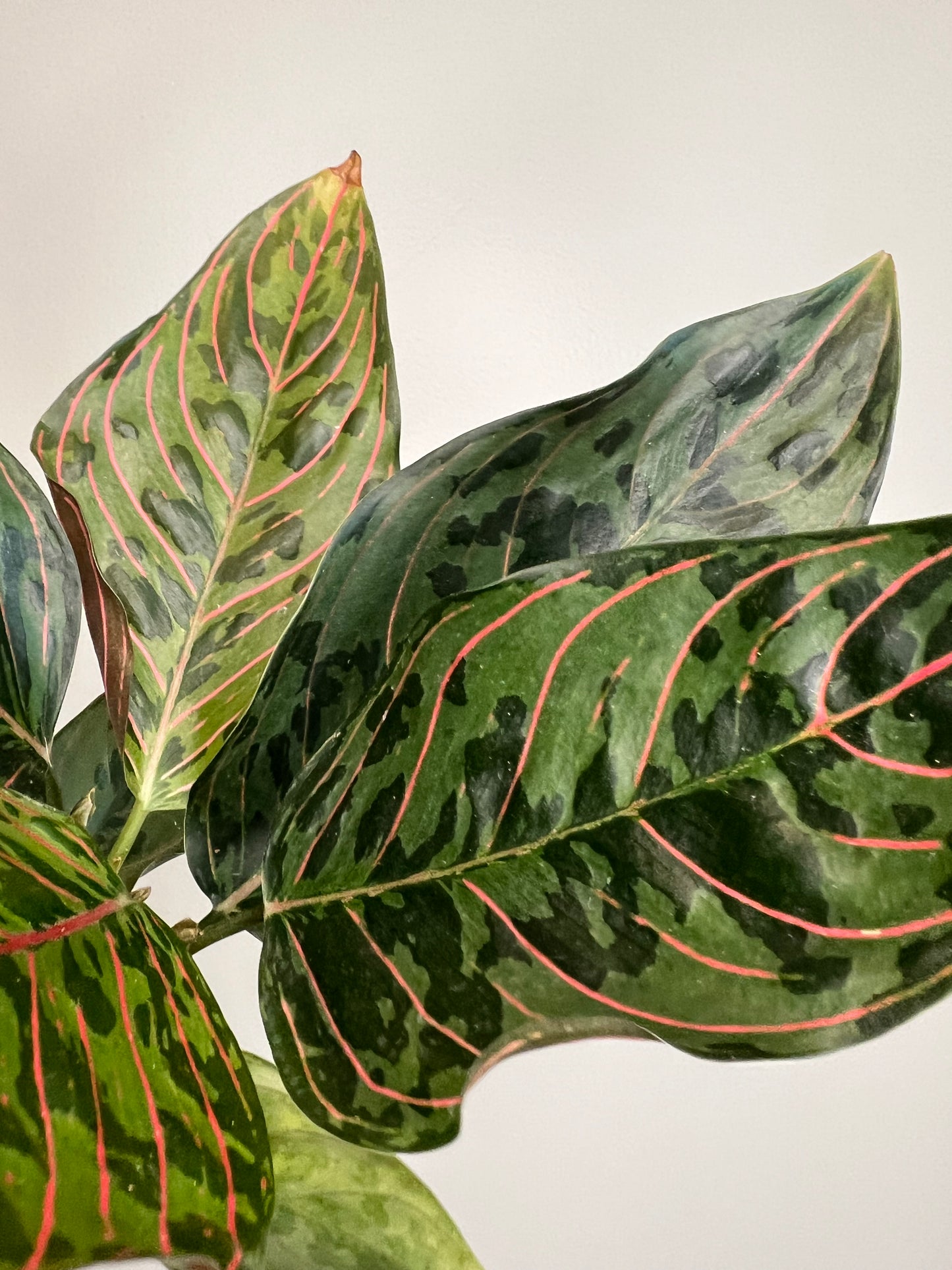 Aglaonema Red Army